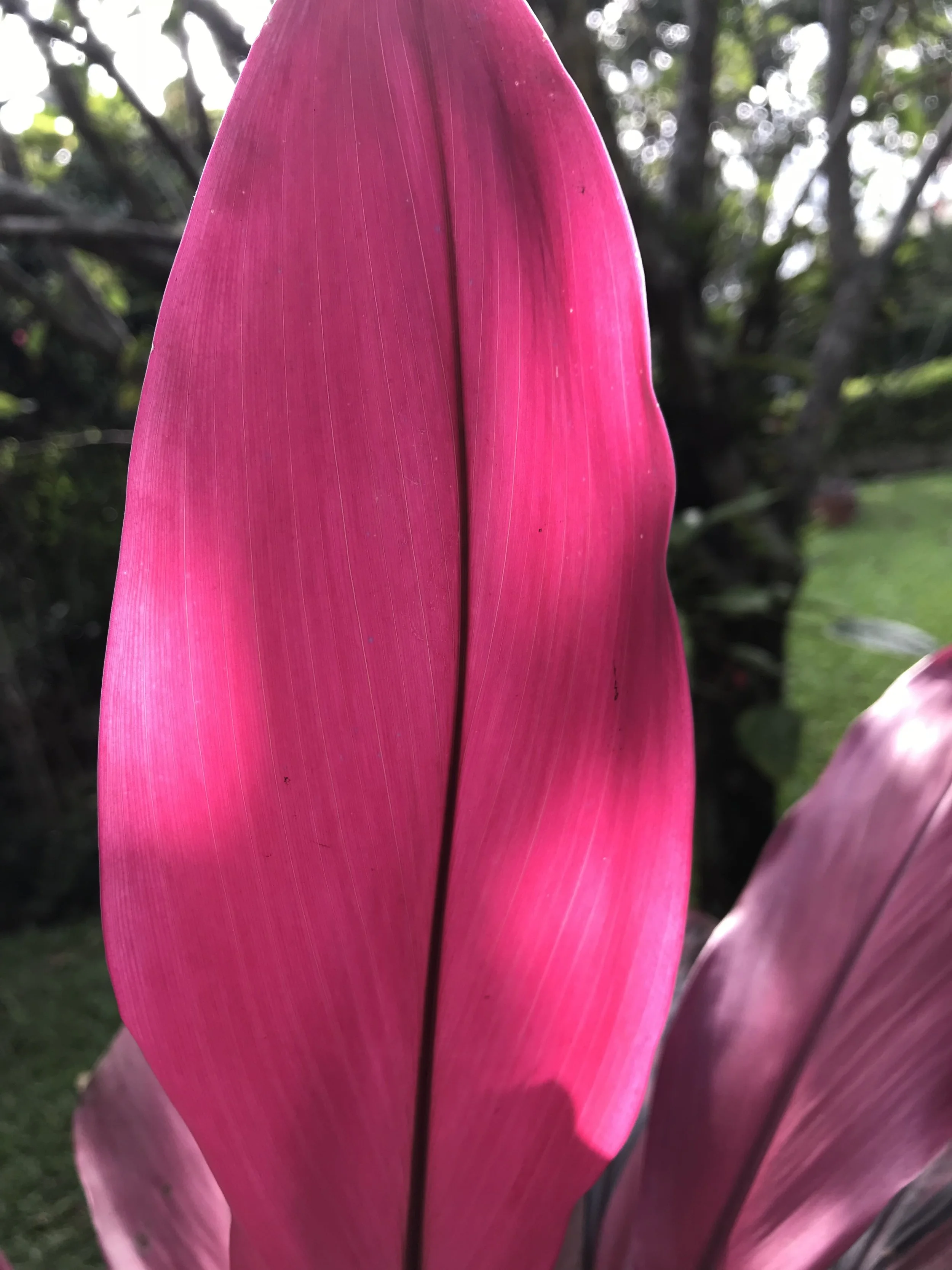 Una hoja grande de color rosa vibrante con detalles finos y vetas, en un fondo difuso de vegetación y luz natural.