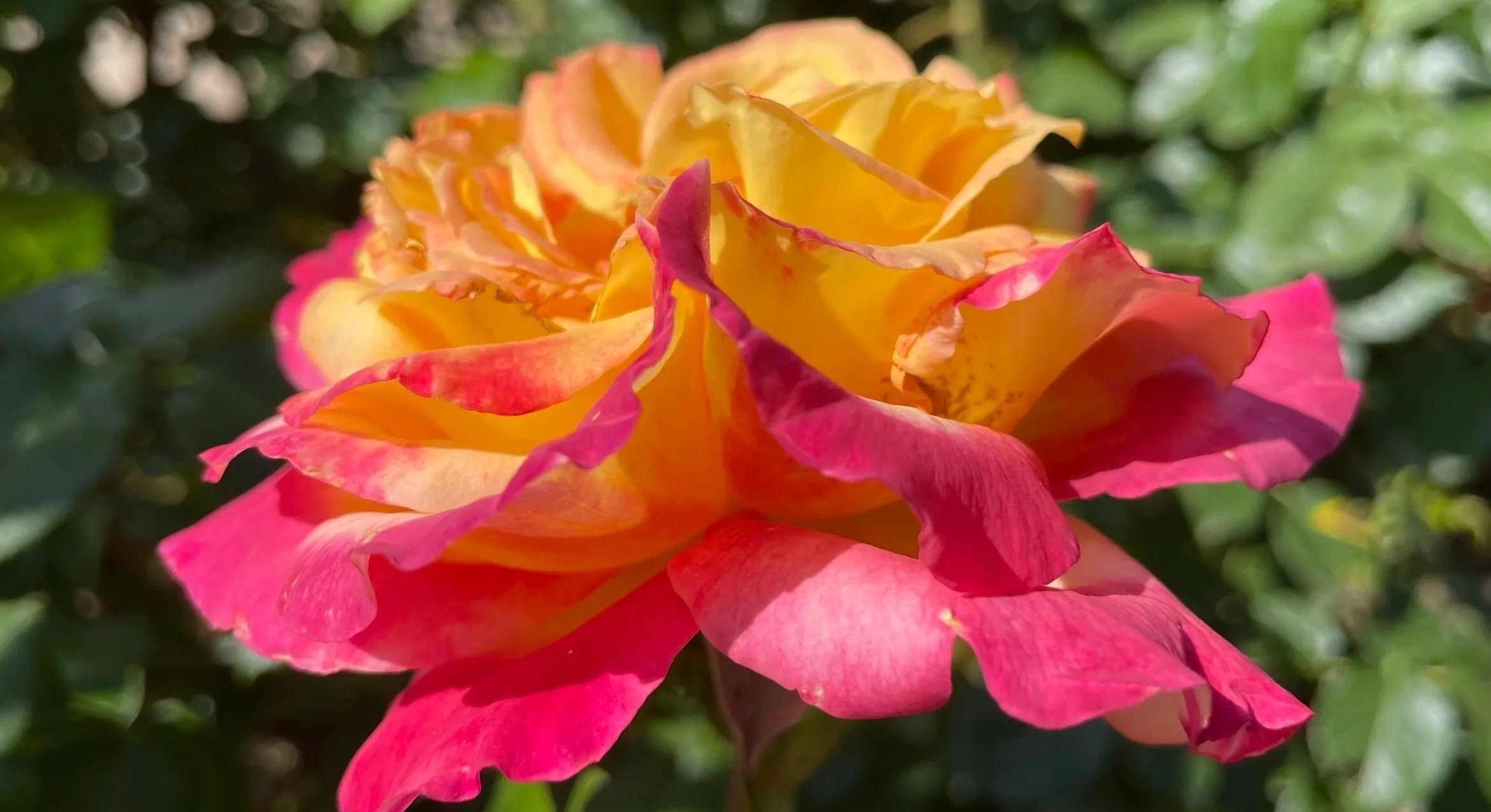 Una rosa con pétalos multicolores en tonos anaranjados y rosados, en un entorno natural con fondo de hojas verdes borrosas.