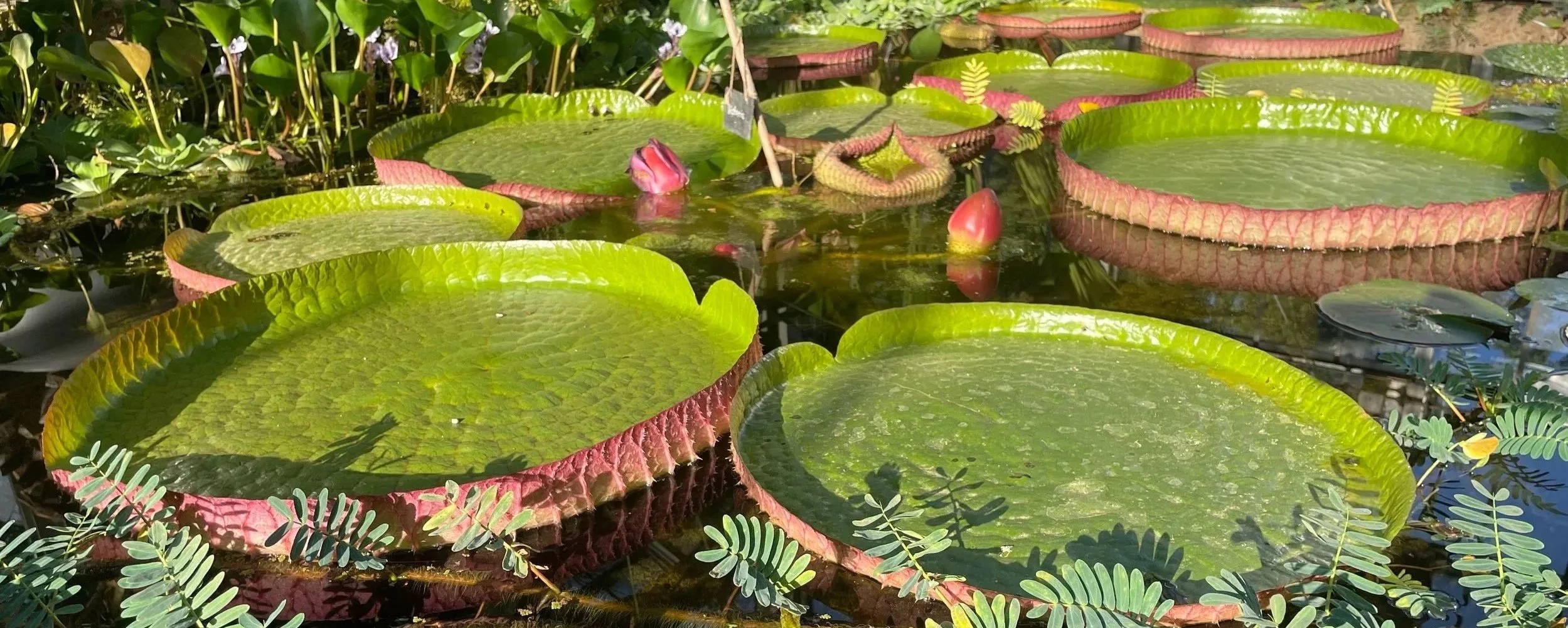 Lote de nenúfares y plantas acuáticas en un estanque