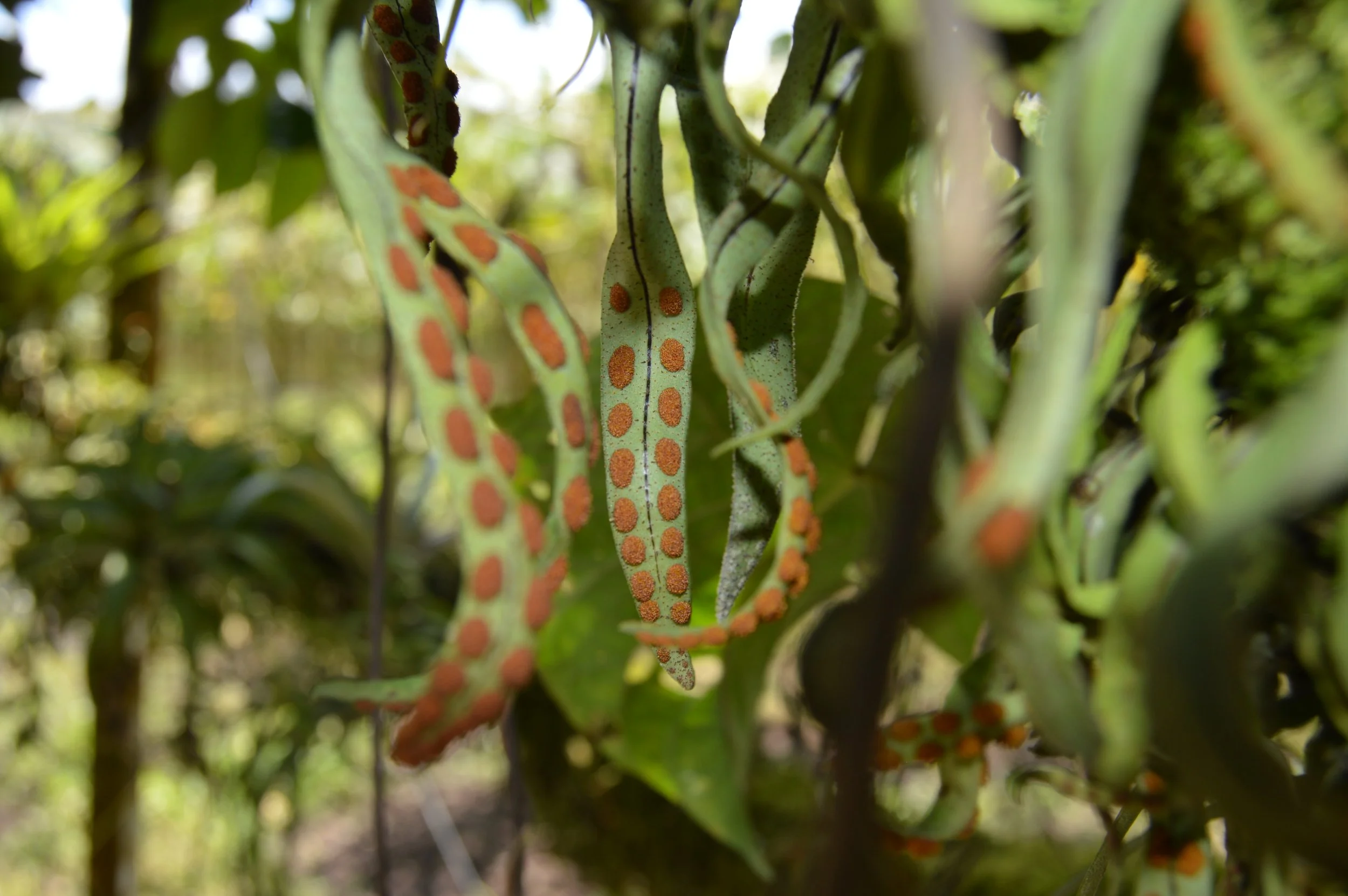 Hojas alargadas verdes con puntos naranjas en plantas verdes.