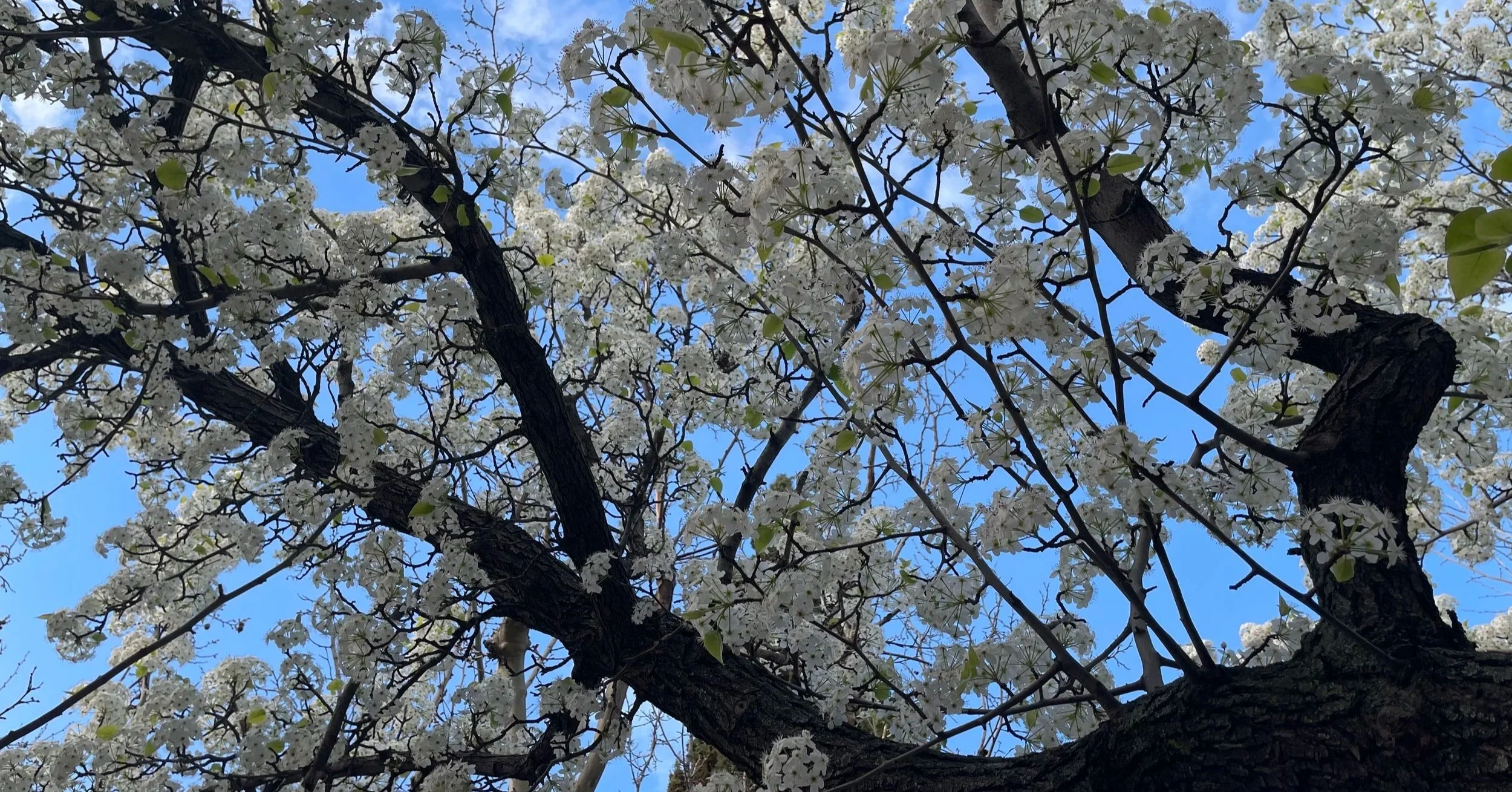 árbol en flor con ramas cubiertas de flores blancas y hojas verdes, cielo azul de fondo