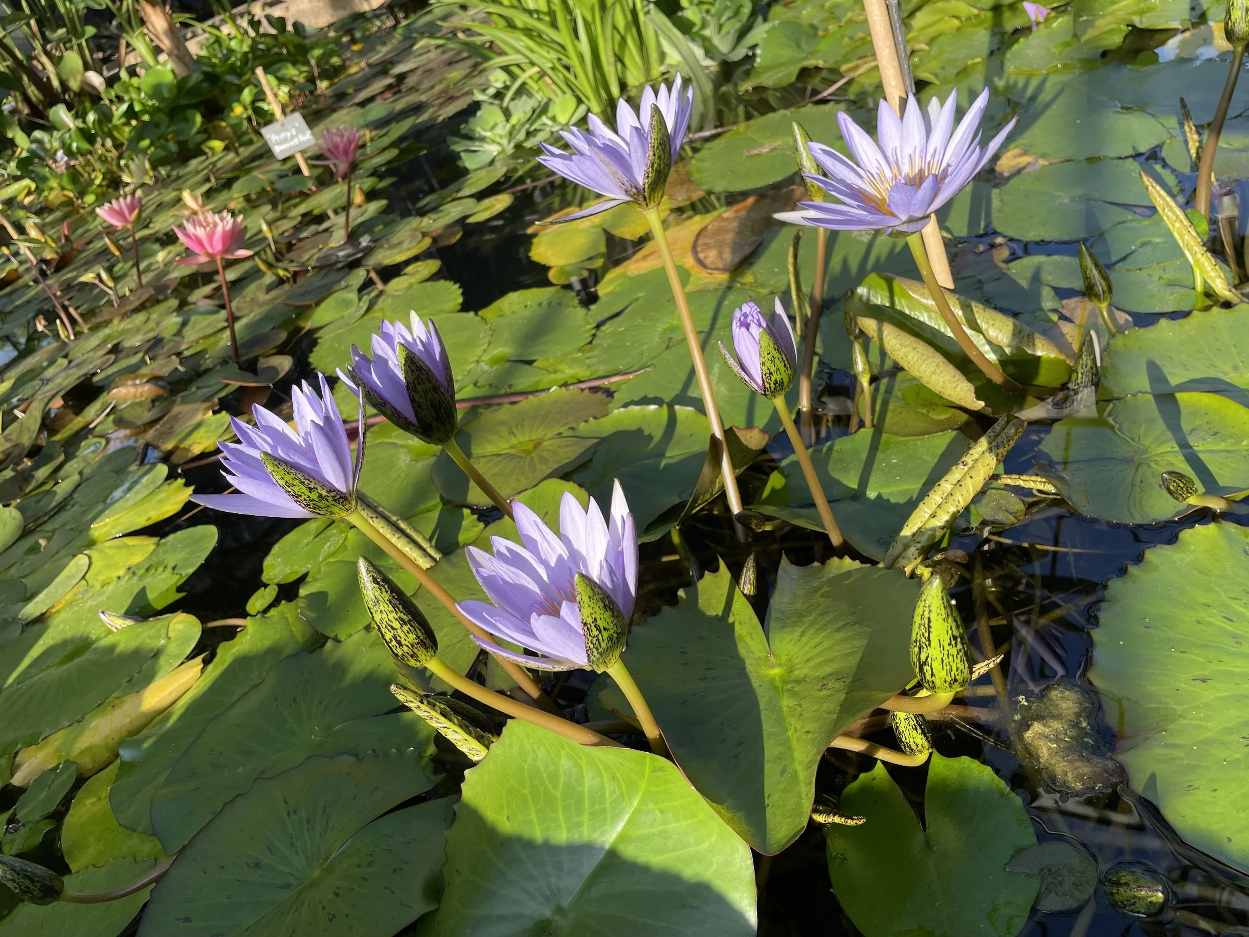 Varias Lily de agua de color morado en un estanque con hojas verdes y algunas flores rosas en el fondo.
