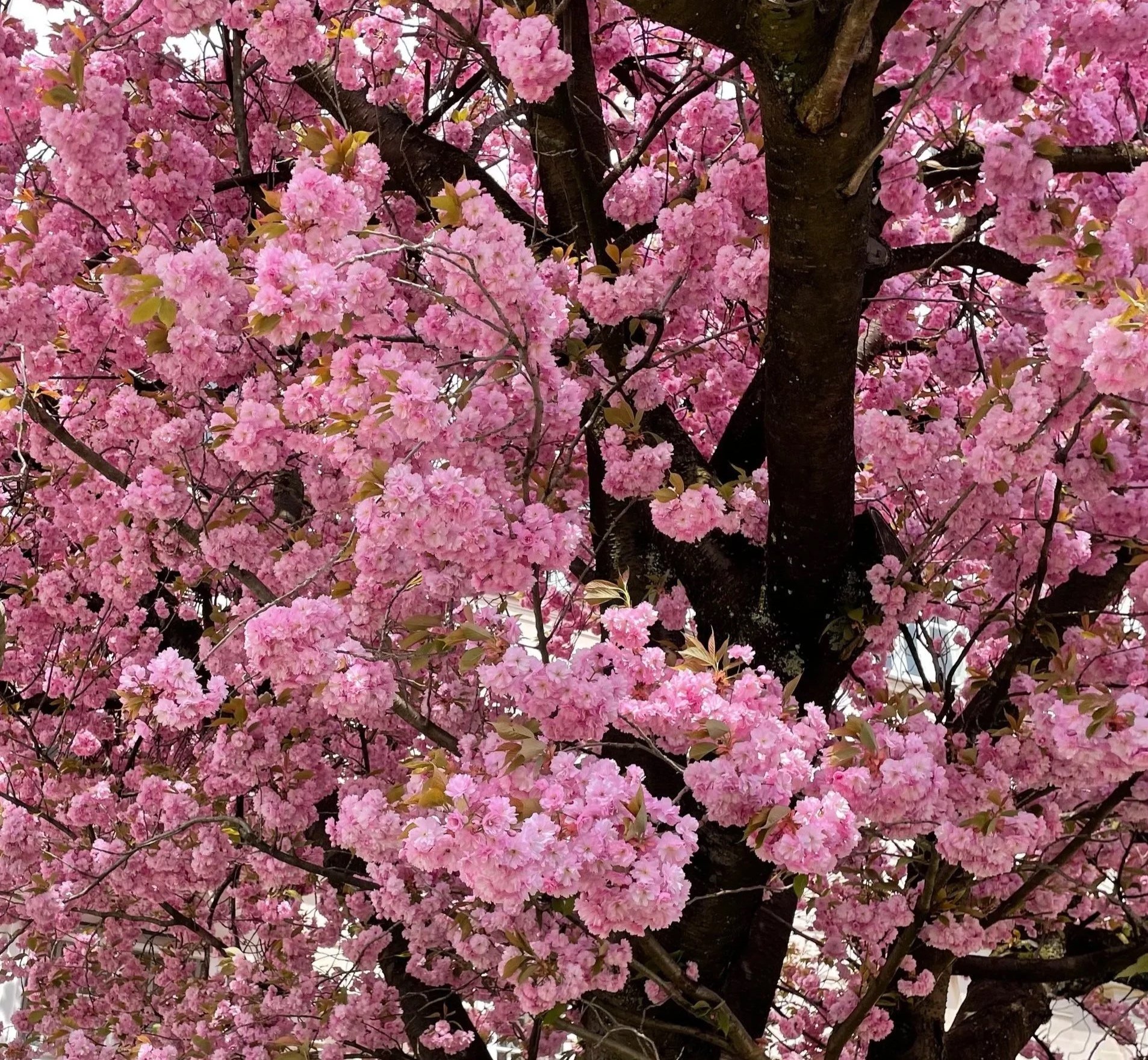 Mucha flor rosa en un árbol con ramas gruesas y follaje verde claro.