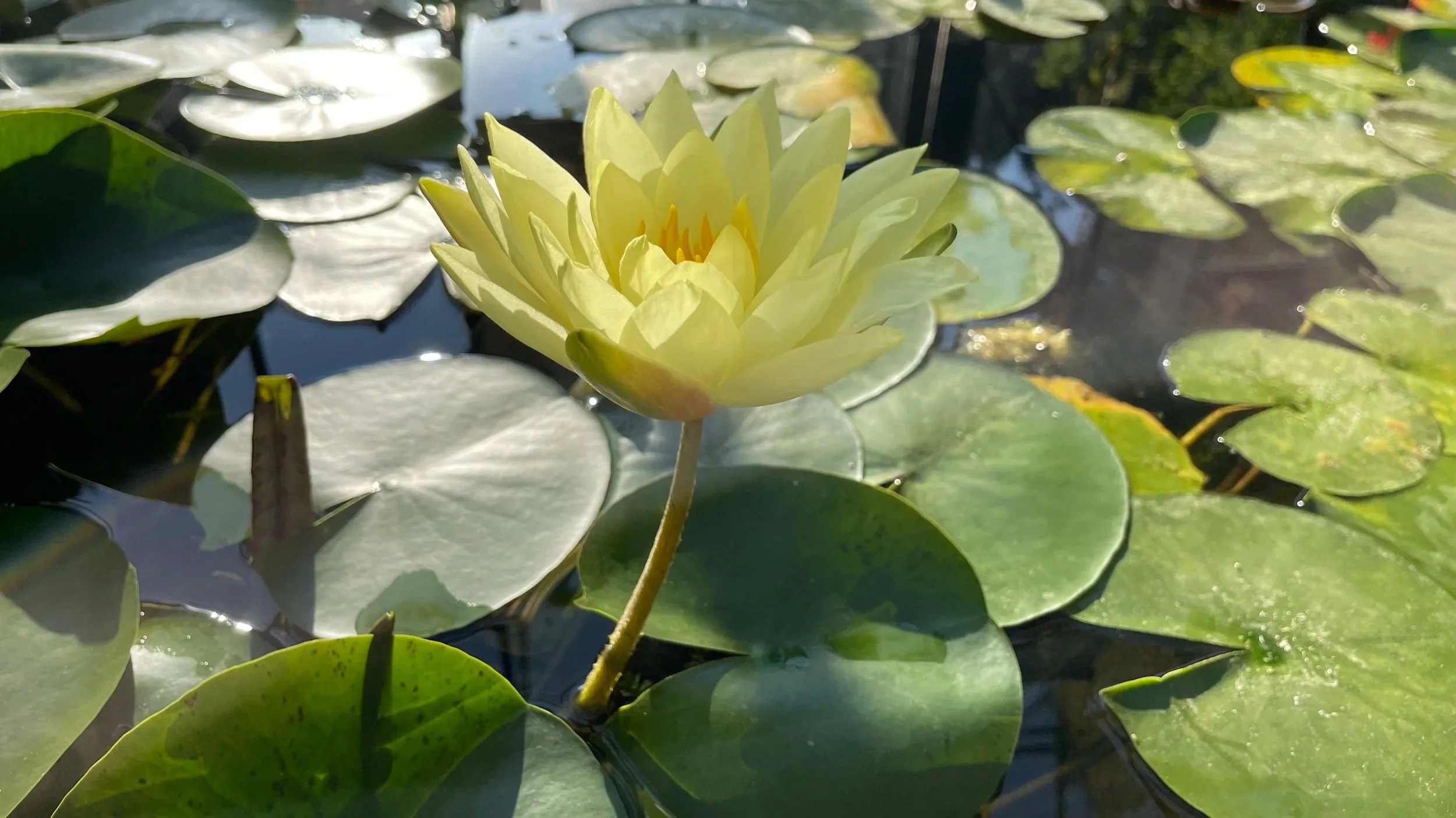 Flor de lirio amarillo en medio de hojas de loto en un estanque con agua.