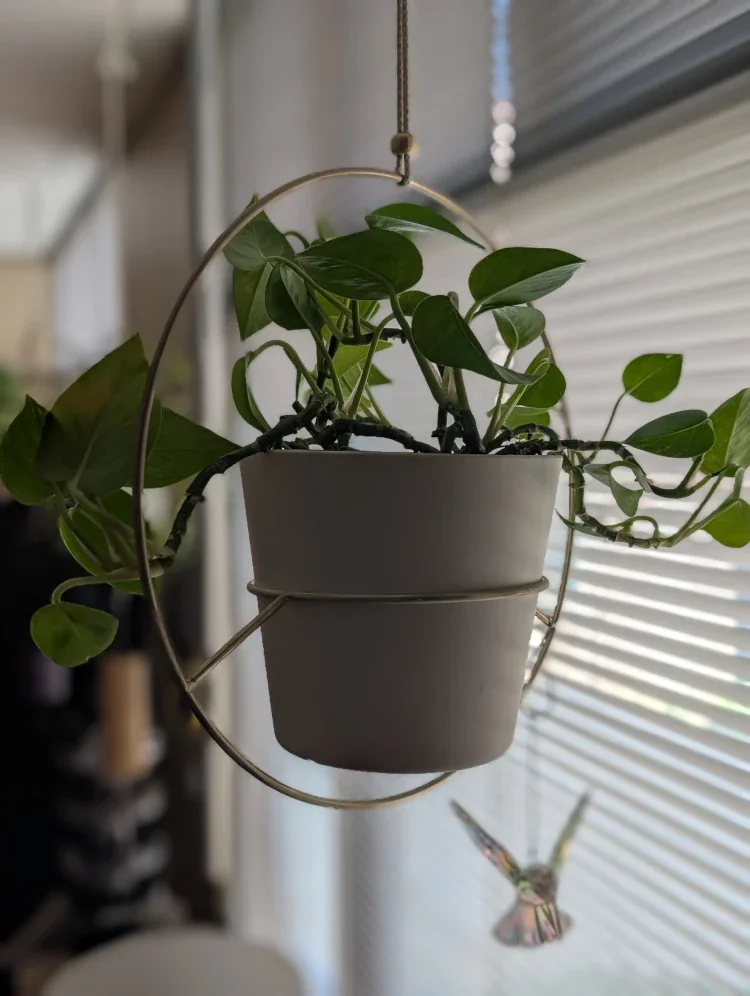 Hanging white pot with green trailing plant near window blinds