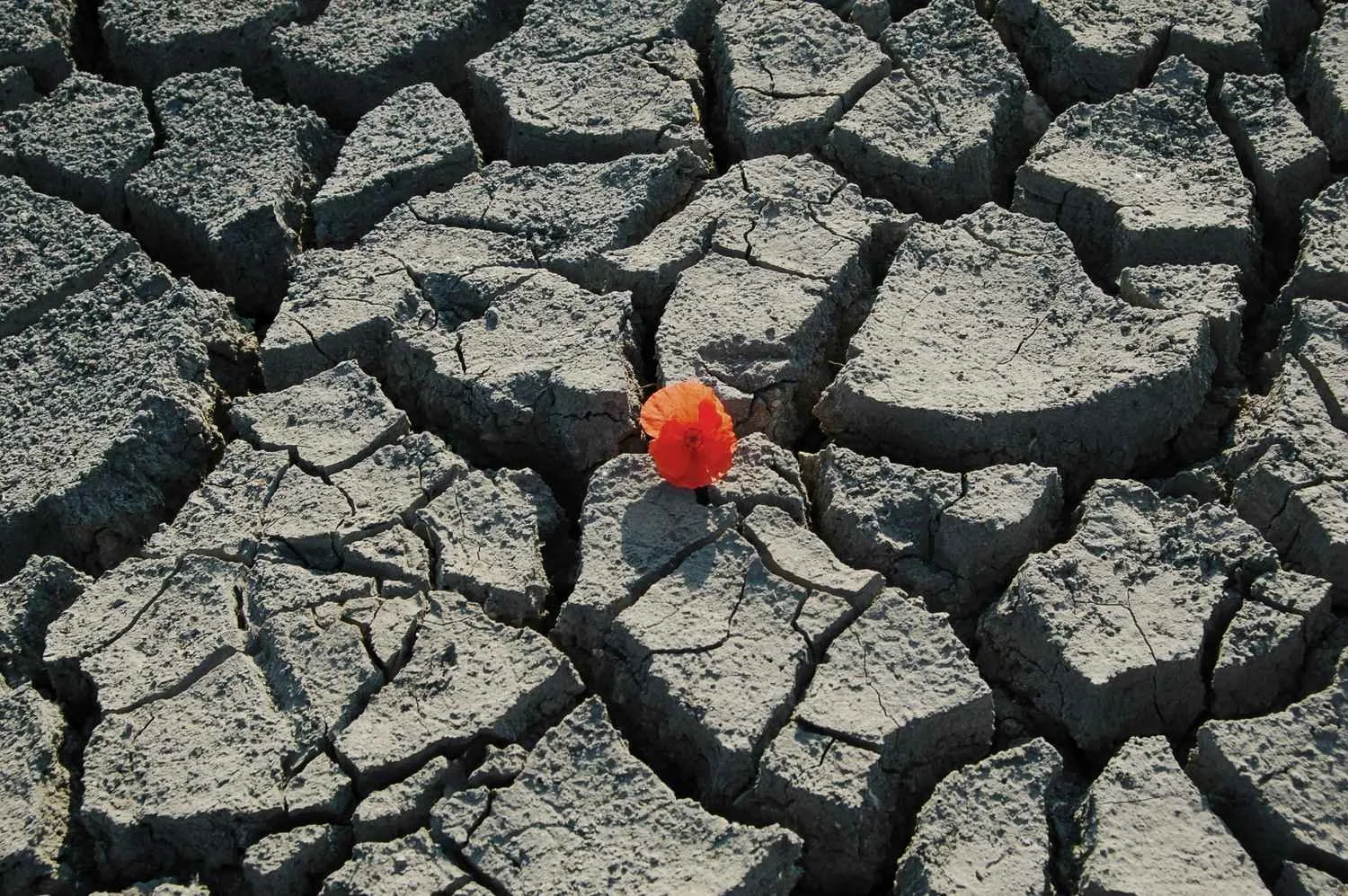 Clergy Group Coaching: Building Resilience and Completing the Stress Cycle