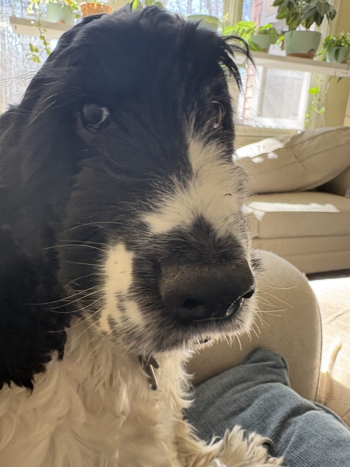 A Zoom Bookstudy Workshop for Dog Owners