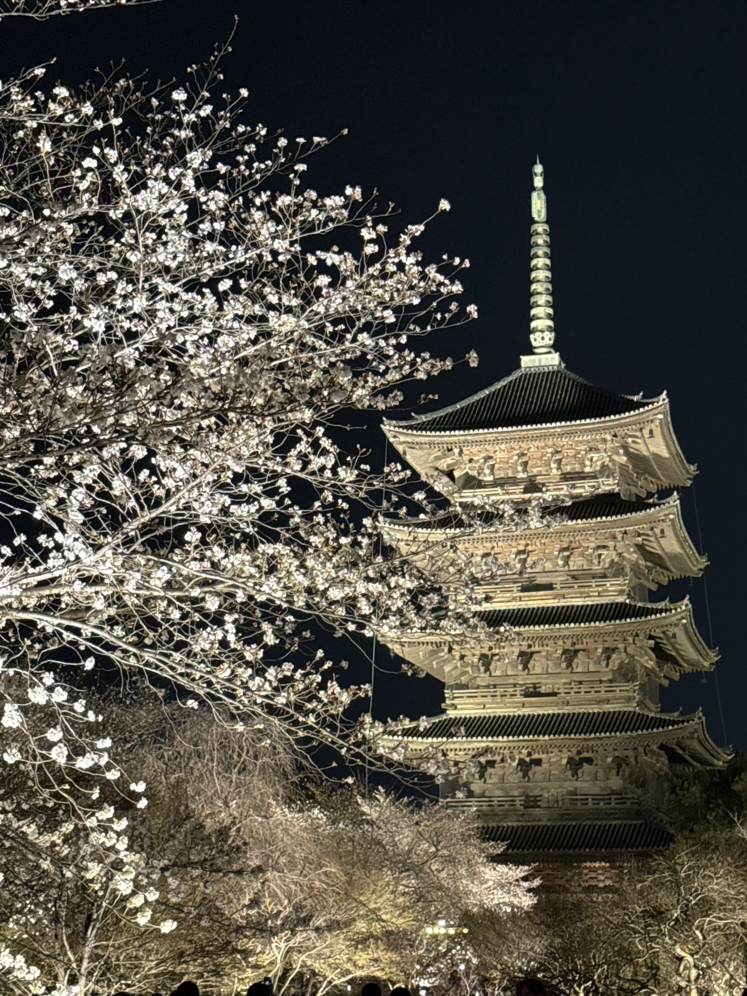 Nighttime scene of illuminated cherry blossom trees in front of a traditional Japanese pagoda with a tall spire.