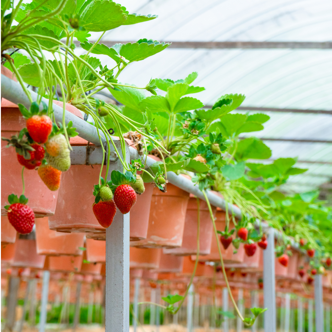 Strawberry plants growing in pots inside a greenhouse, with some strawberries ripening and hanging from the plants.
