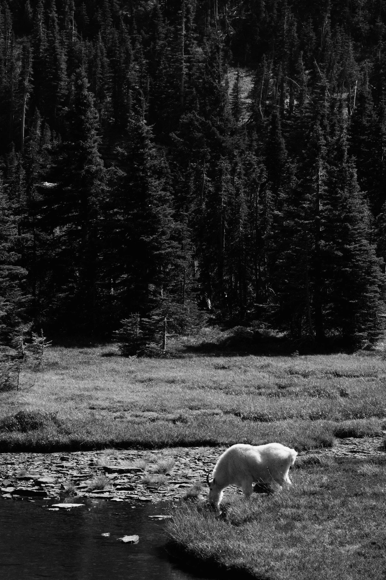 Glacier National Park, Montana (2024)