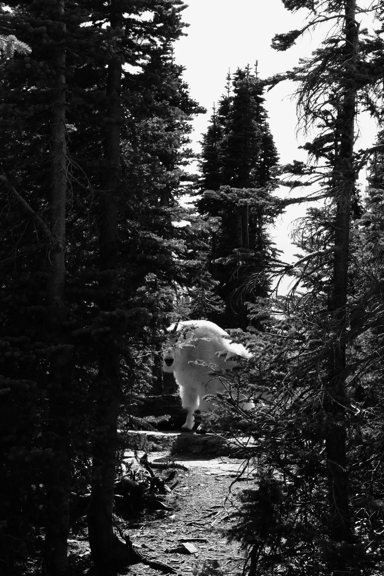 Glacier National Park, Montana (2024)