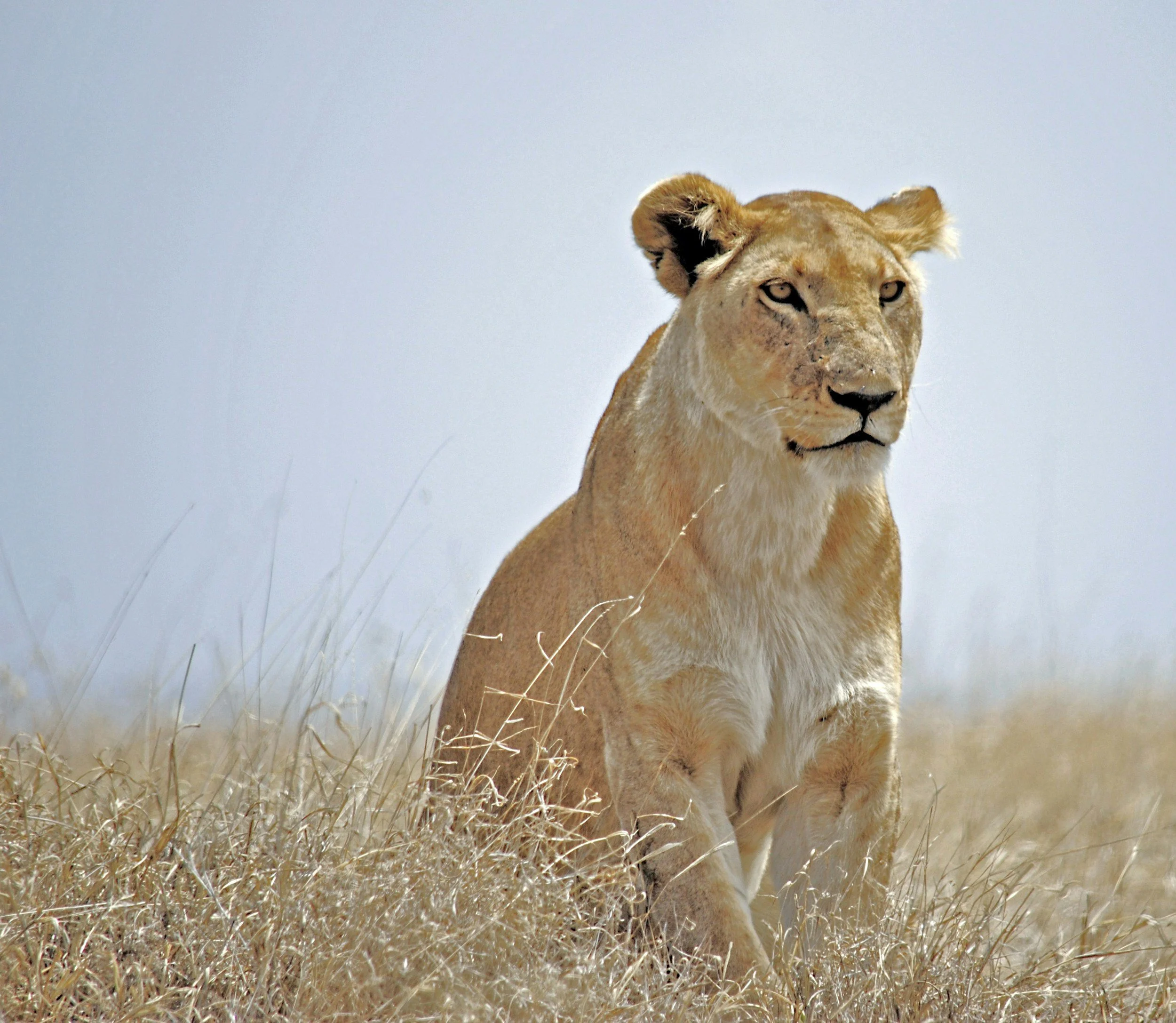 Big Heart Energy: Reflections from a Leo New Moon and the Depths of Eclipse Season