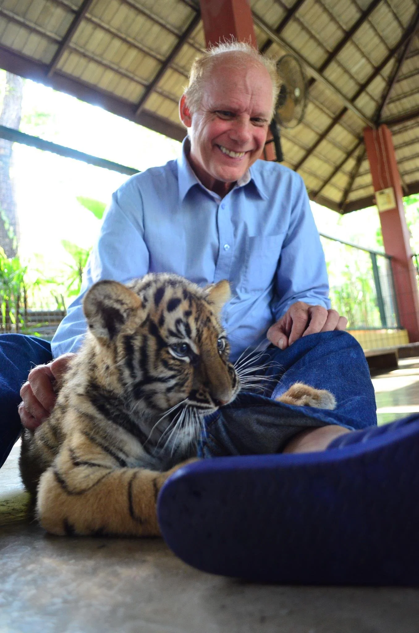 The author is smiling as he interacts with a tiger cub indoors at a sanctuary or rescue center. The man is seated on the ground wearing a light blue shirt, and the tiger cub is lying on his lap.