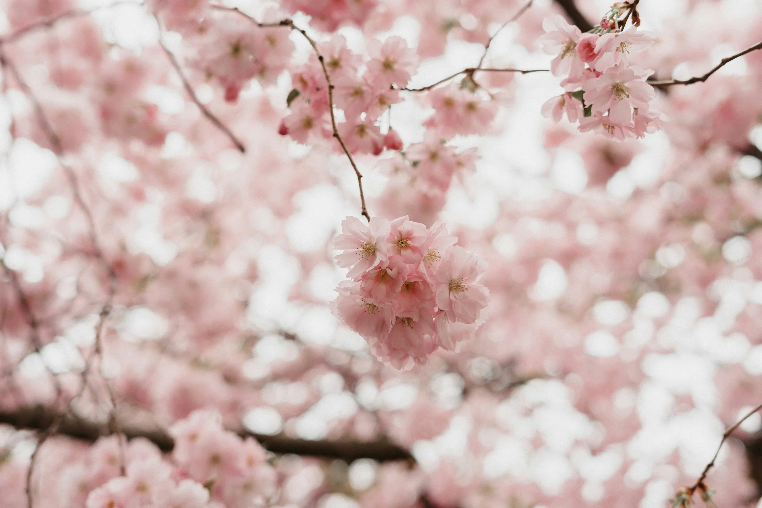 Cherry Blossoms