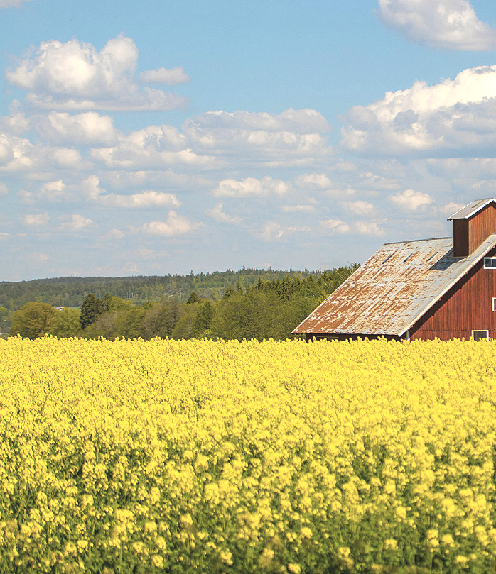 Field