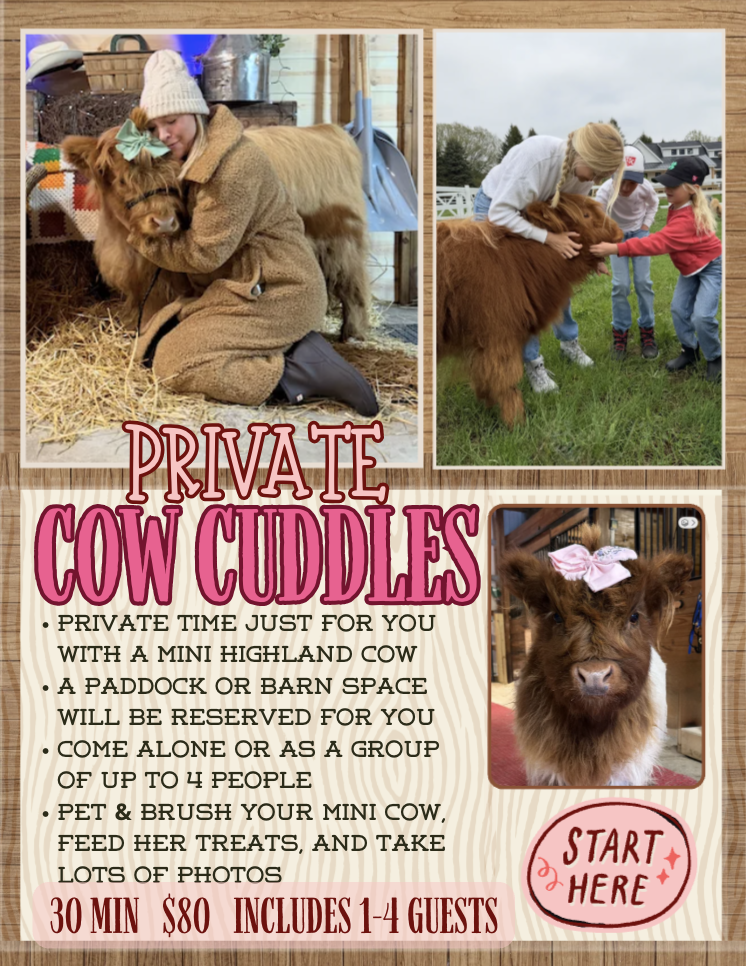 A flyer advertising private cow cuddling sessions with photos of people hugging mini highland cows, including a woman petting a cow and children petting a cow, on a wood-patterned background.