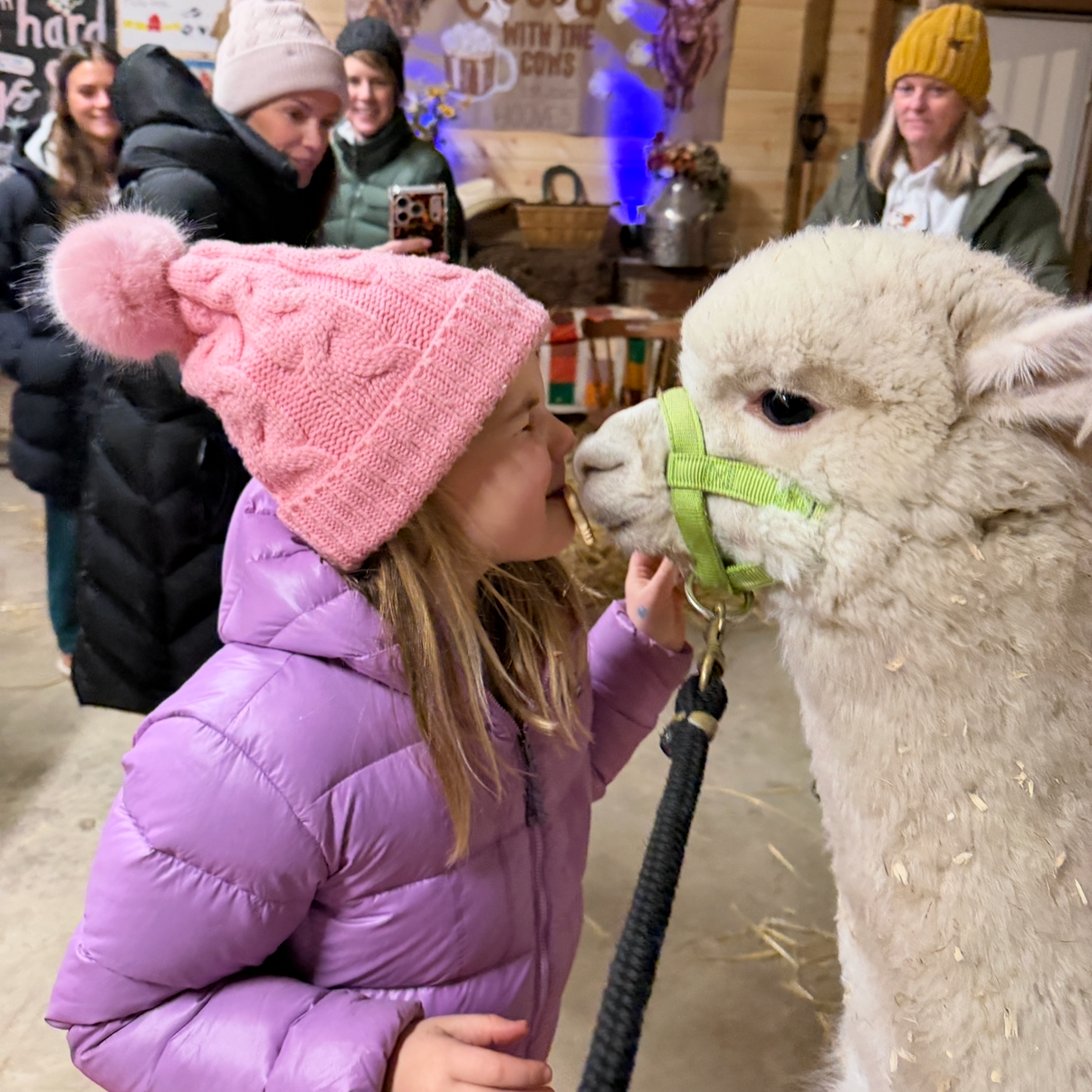 A young girl in a pink knit hat and purple jacket is gently touching noses with a baby alpaca inside a barn. Several people are watching and taking photos in the background, and the barn has wooden walls and farm decor.