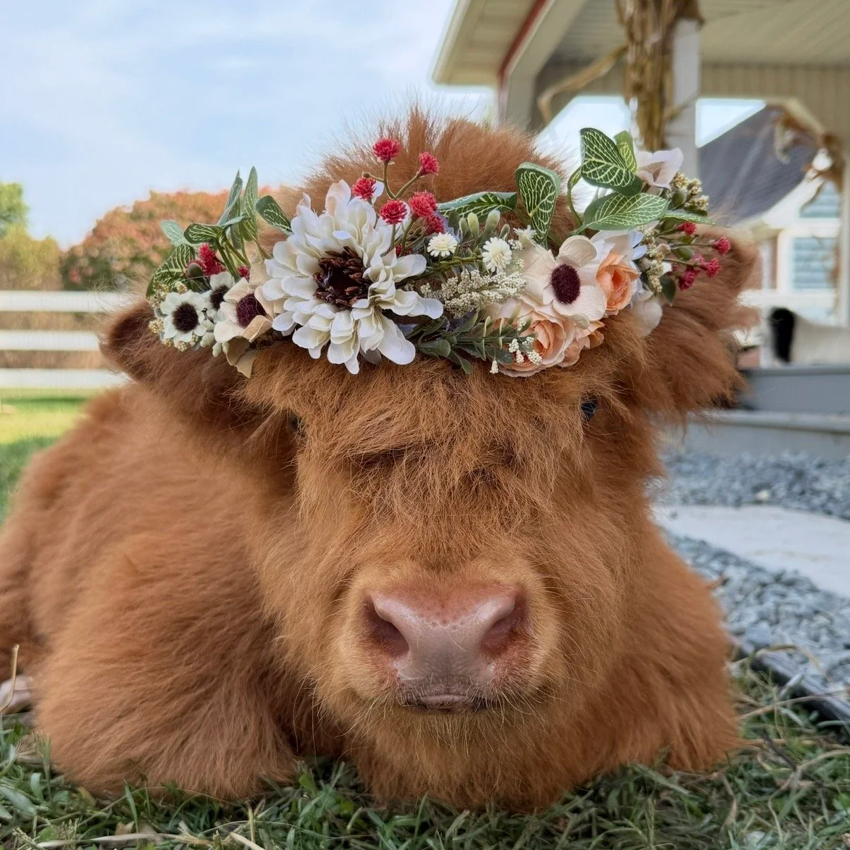 A brown fluffy dog with a floral crown made of white, pink, and purple flowers, and green leaves, sitting outside.