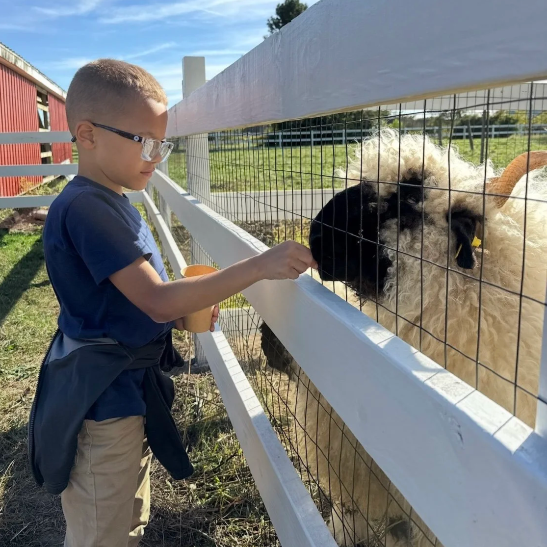 A young boy wearing glasses feeding a sheep through a fence at a farm.
