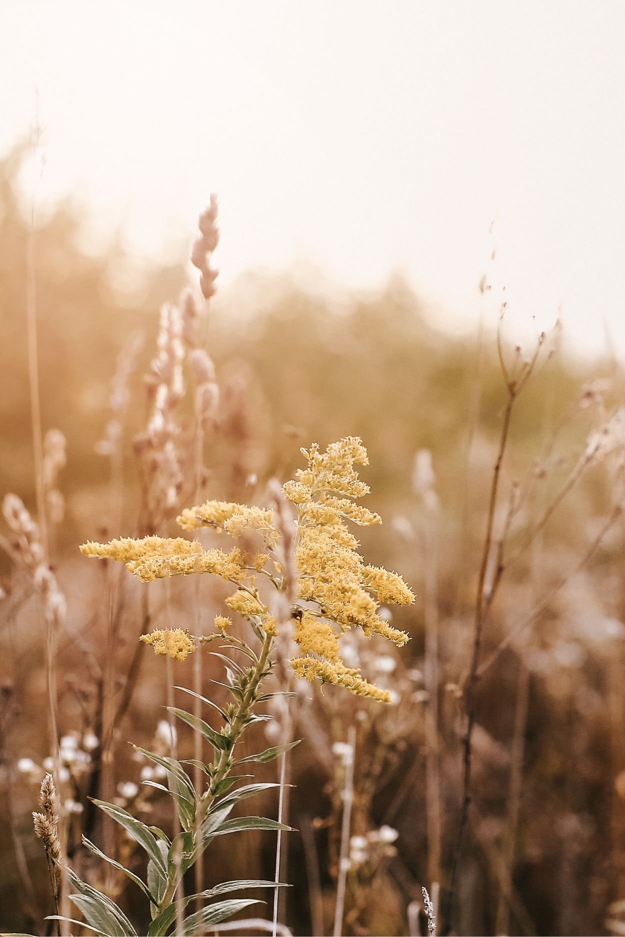 Close-up of yellow wildflowers in a field during sunset with a blurred background.