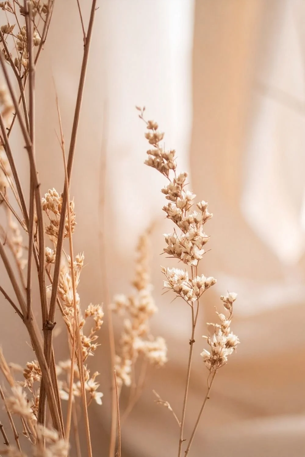 Dried beige flowers on thin stems with a blurred background.