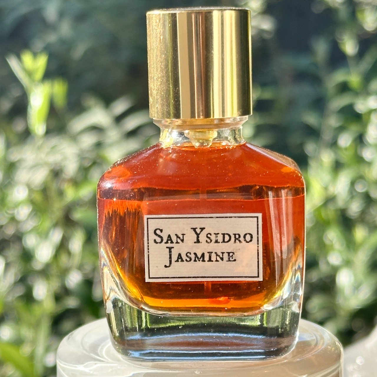 San Ysidro Jasmine