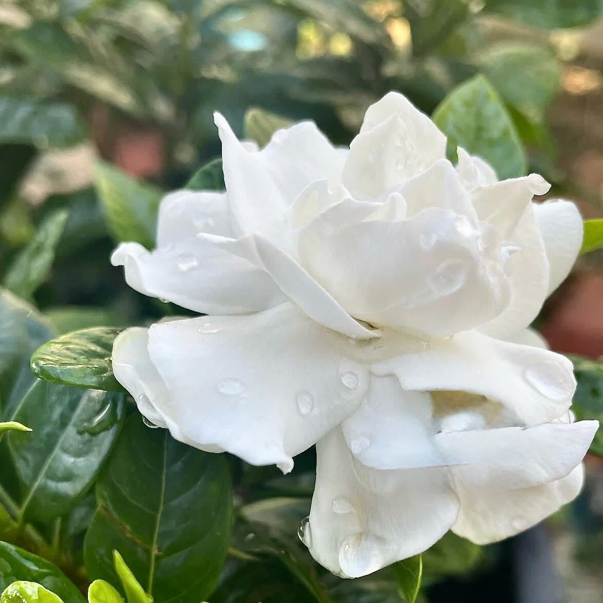 gardenia flower .jpeg