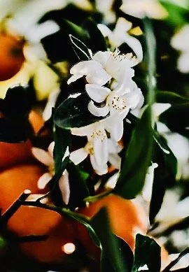 fleur-oranger-vertus_a84cd764-3abe-4b2e-ad8d-6ab65ea6e201_480x480 (1).jpeg