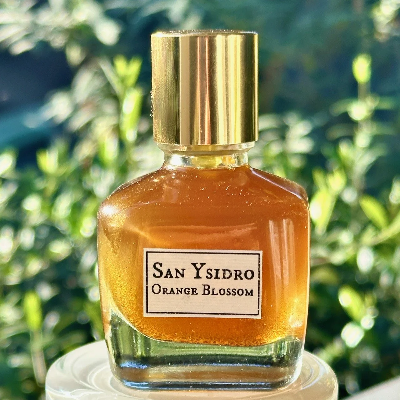 San Ysidro Orange Blossom