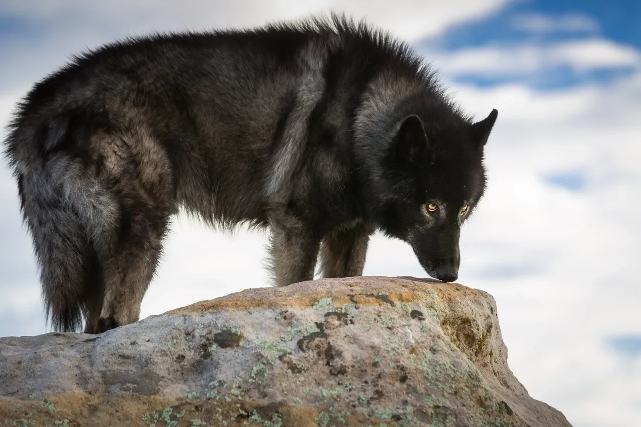 wolf.webp