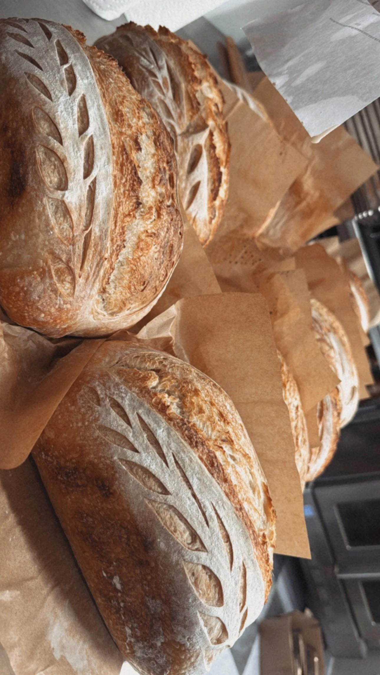 Several baked loaves of sourdough bread with decorative cuts on the top, resting on parchment paper.