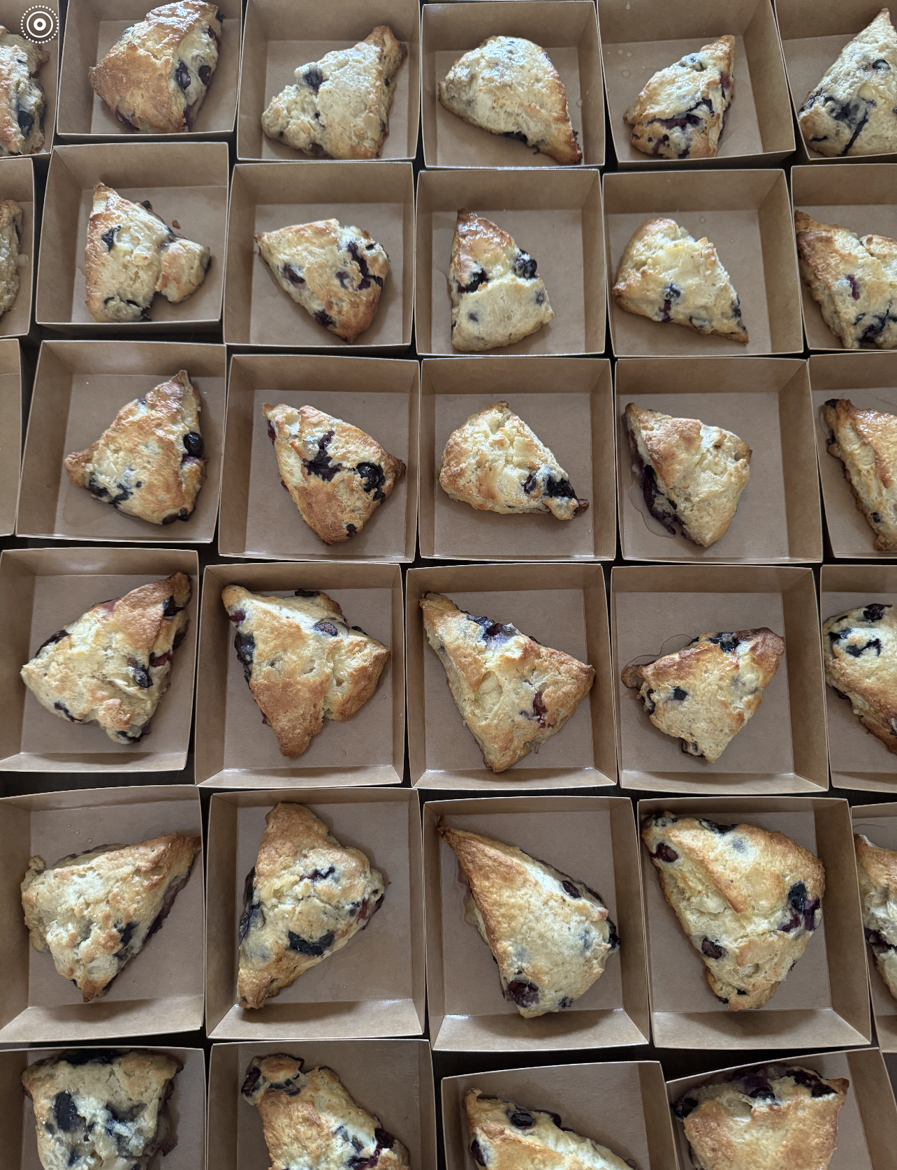 Multiple blueberry scones arranged in individual paper trays.