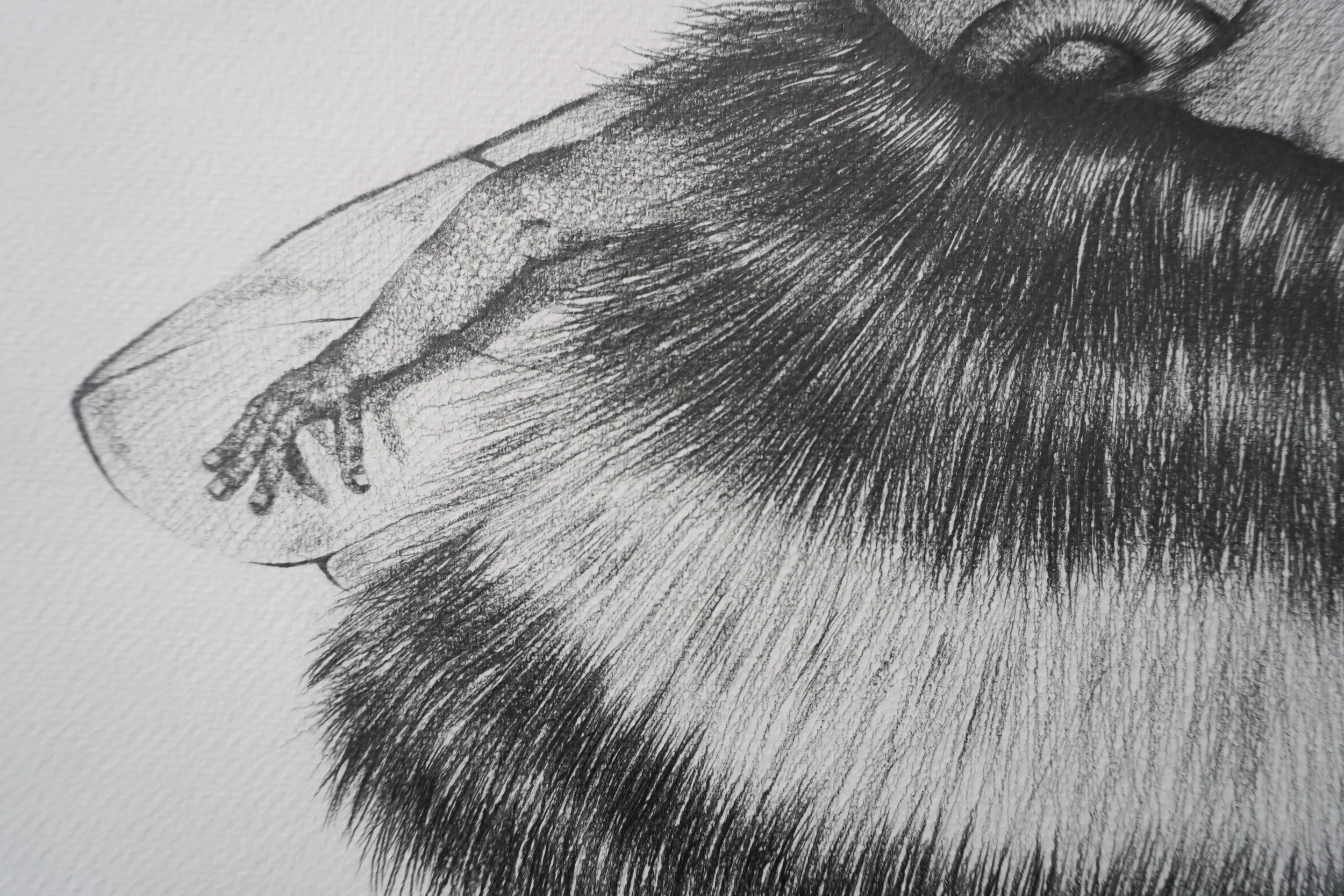 V-abeille 5 .jpg