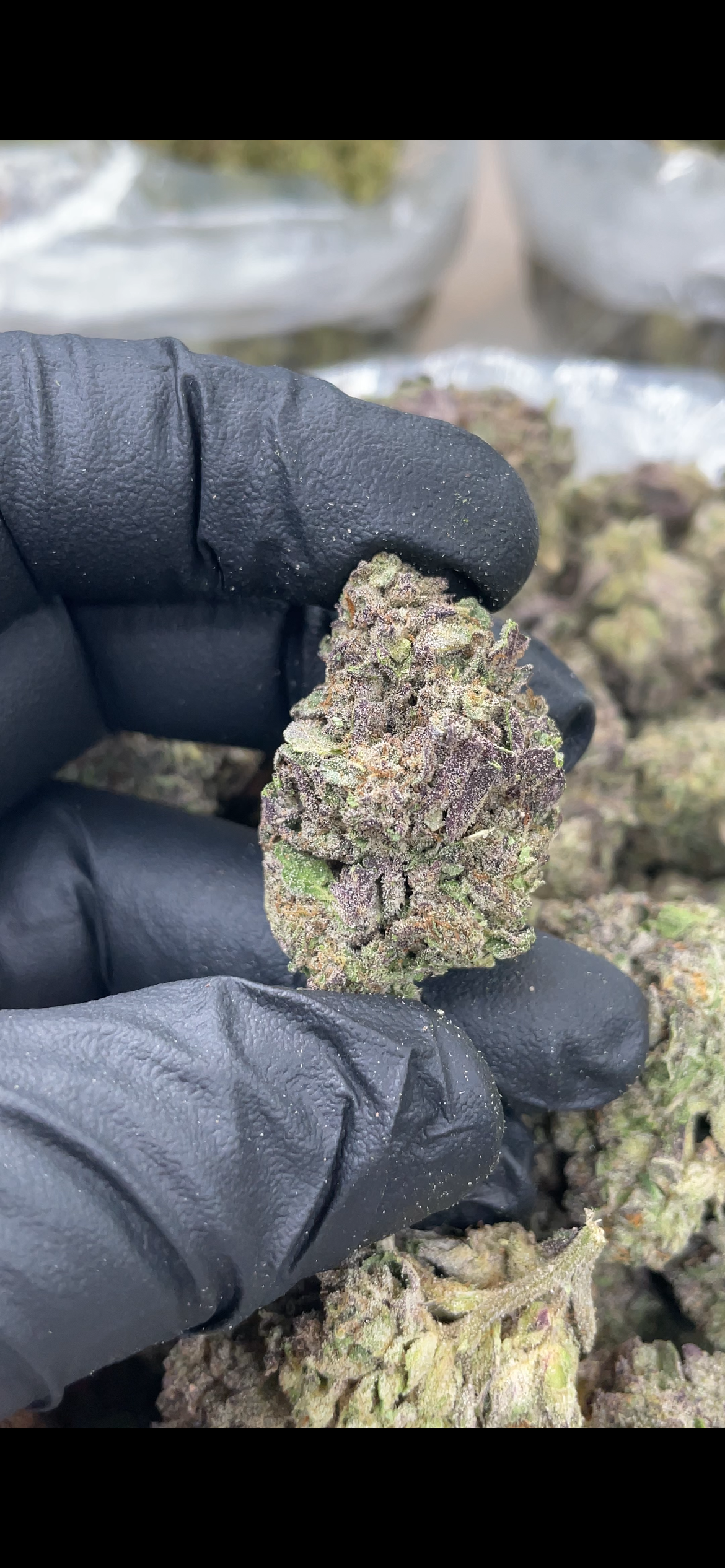 Bompton Berries