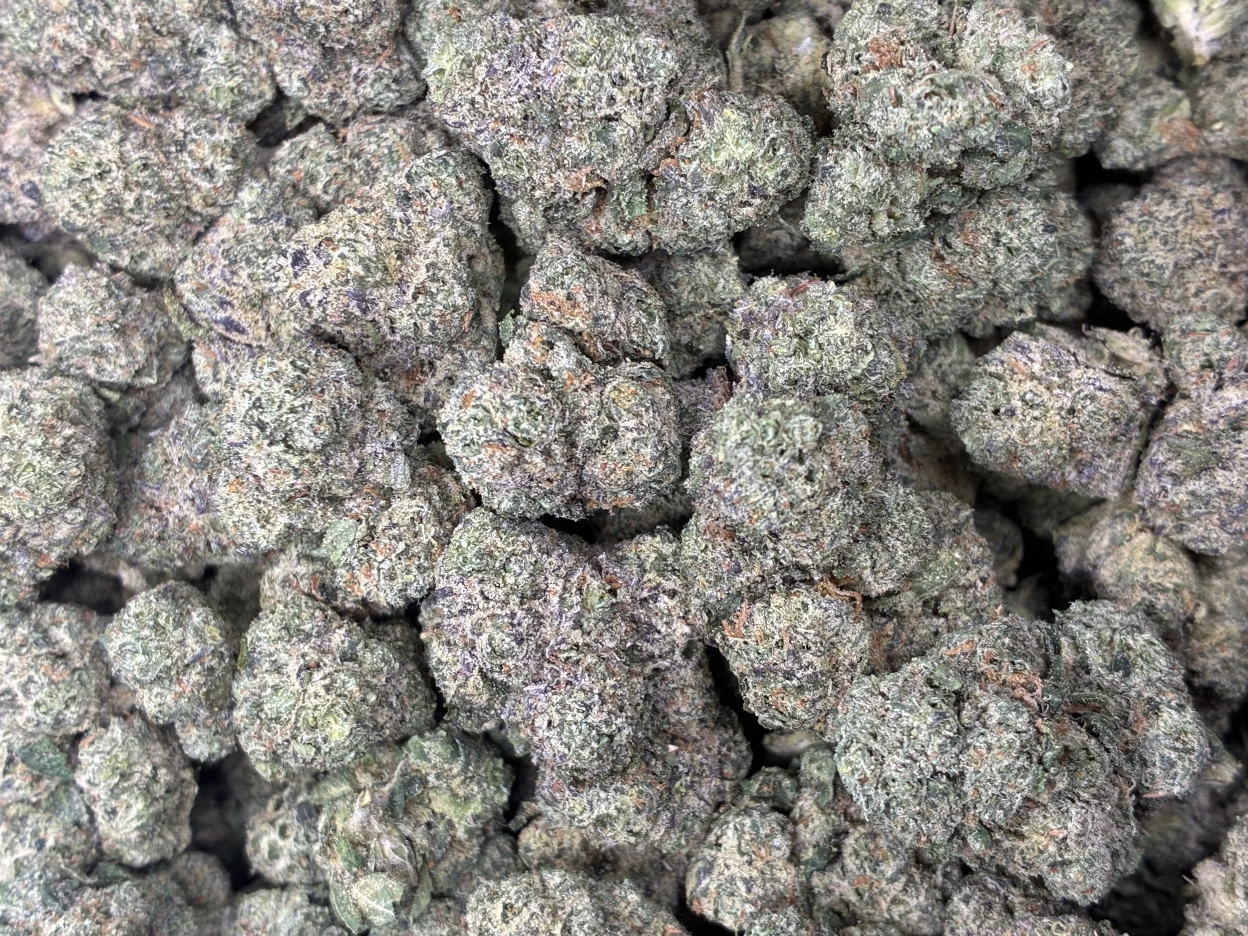 TOOTSIE POPZ
