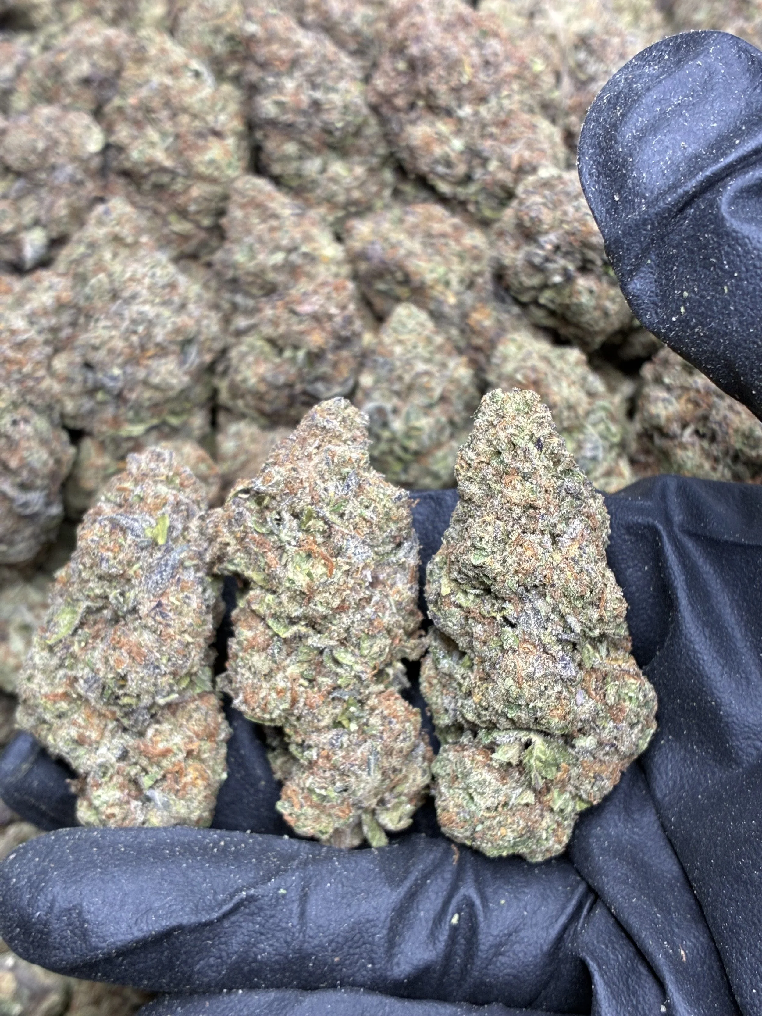 AFGHANI