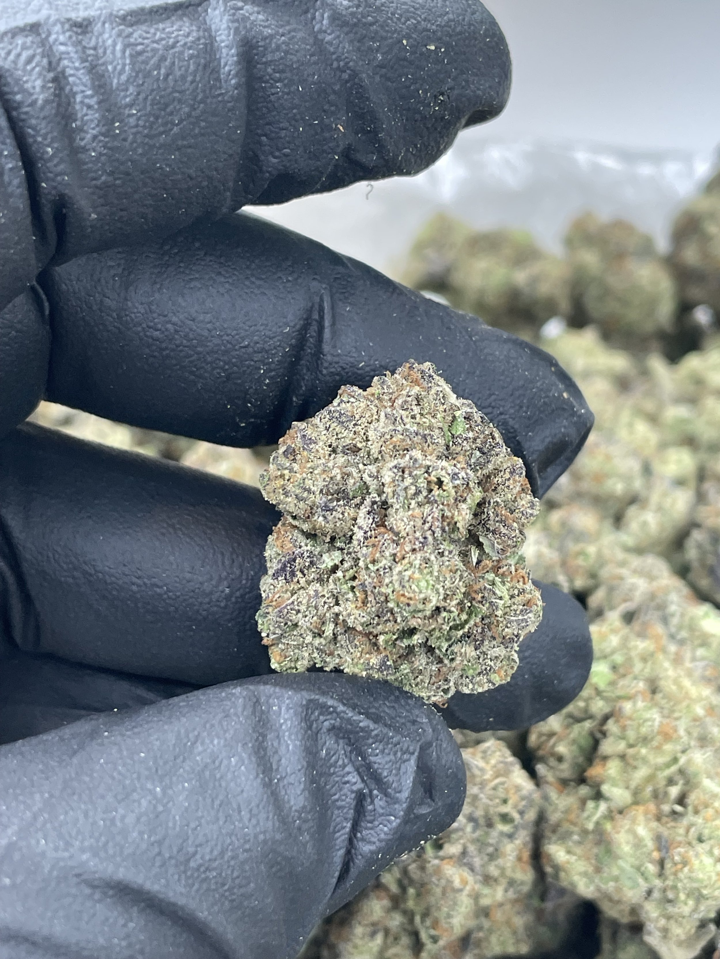 Gelato 41