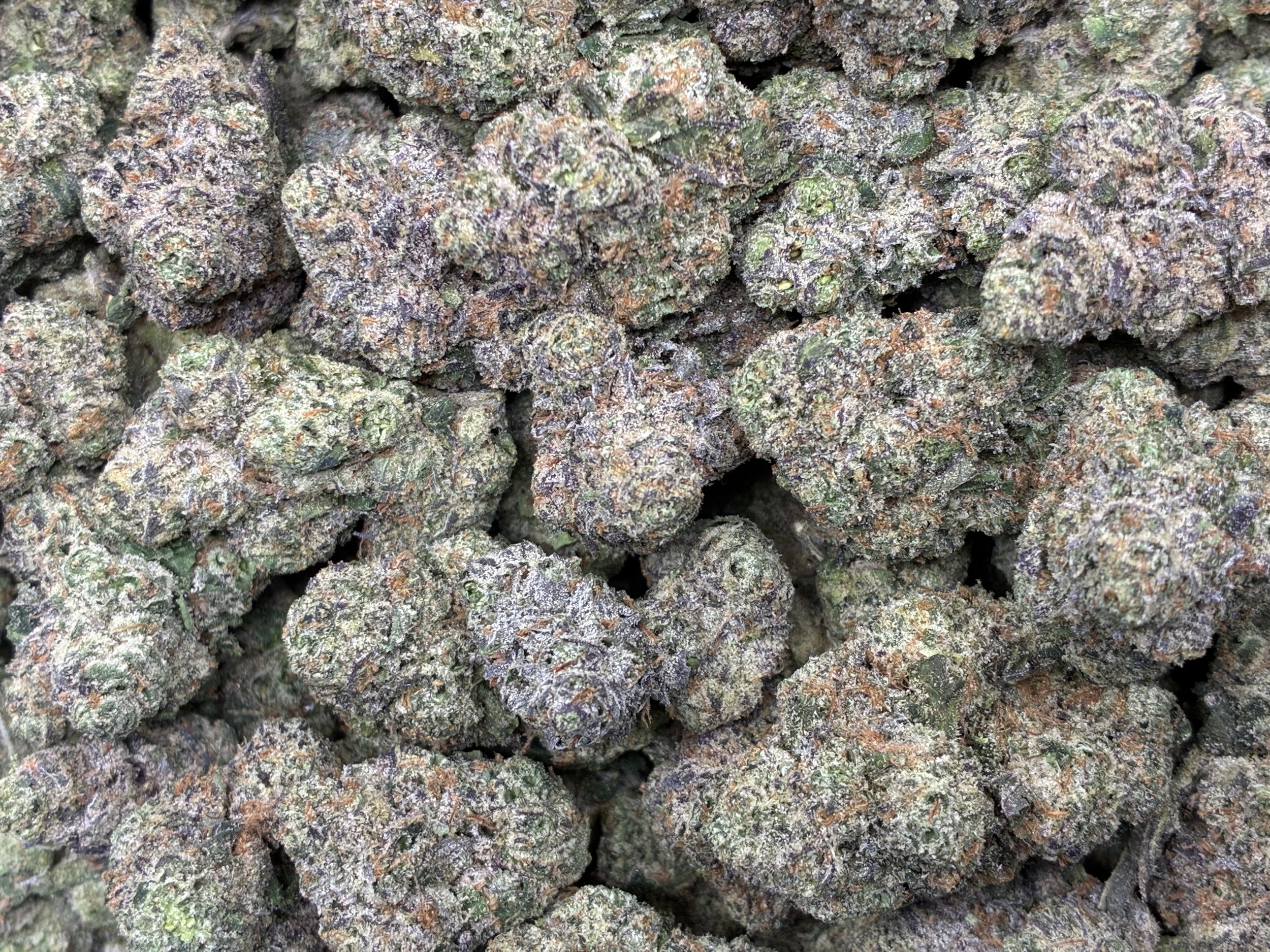 SOUR CRAWLERS