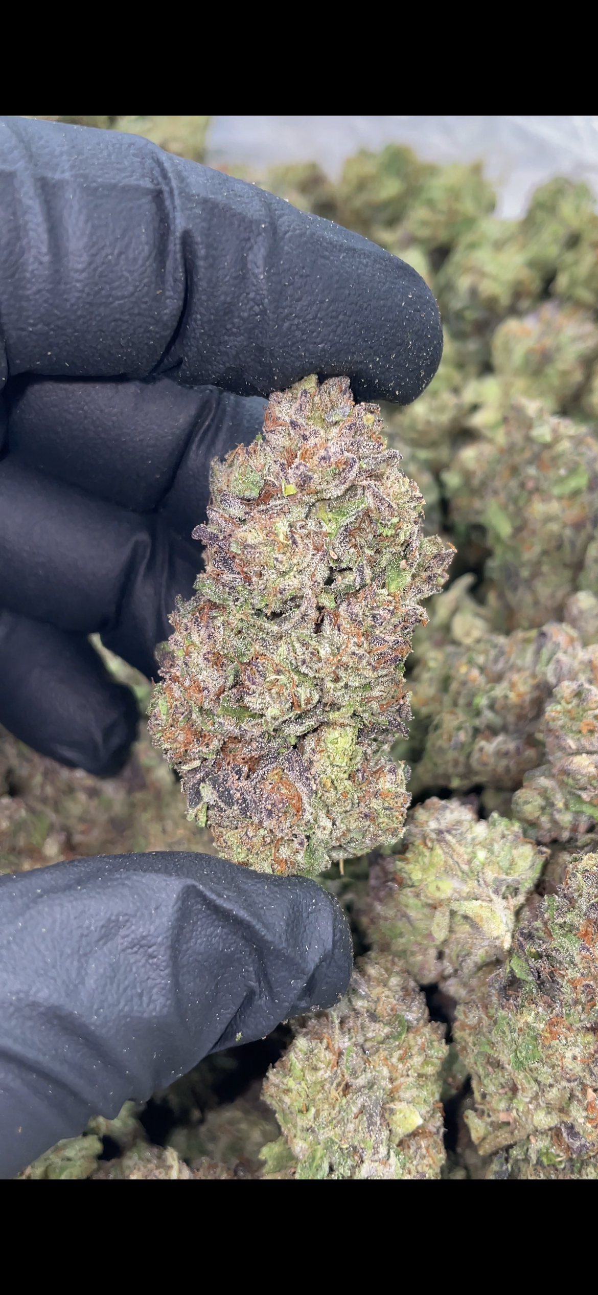 Cherry Popperz