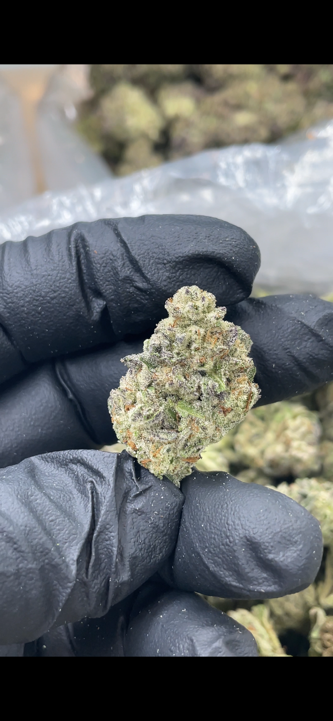 Frosted Cookies