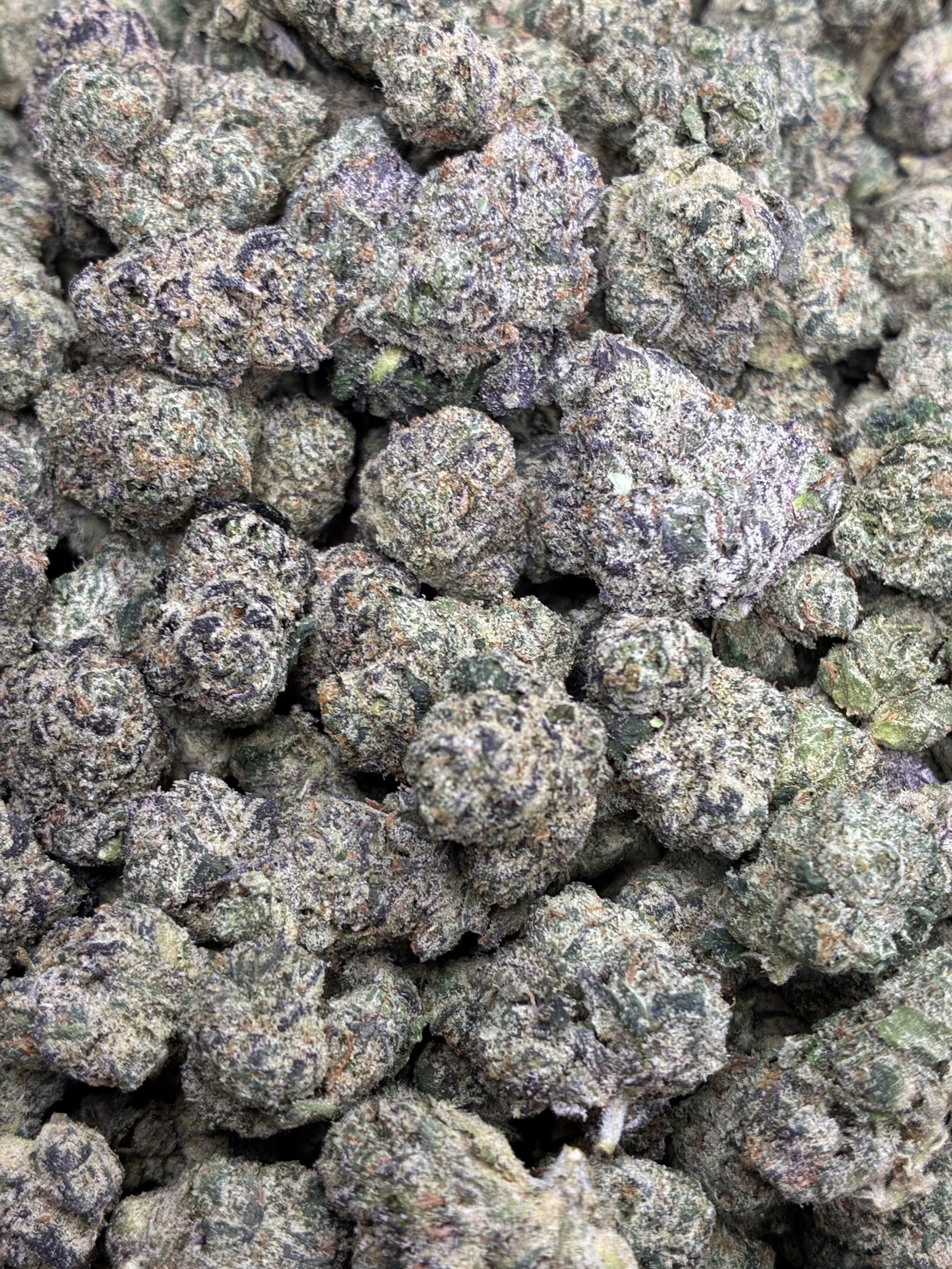 ZODA POP MD