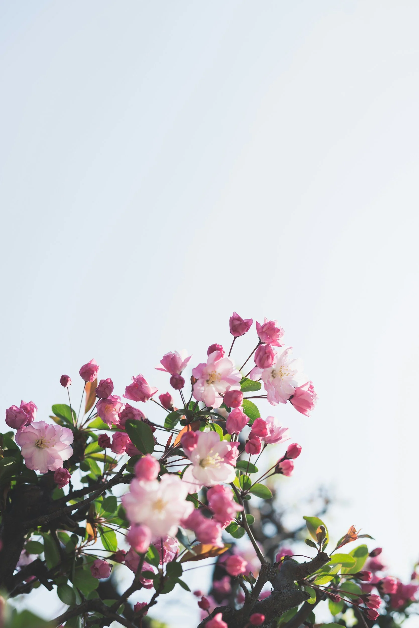Pink cherry blossoms blooming on a tree branch against a light blue sky.