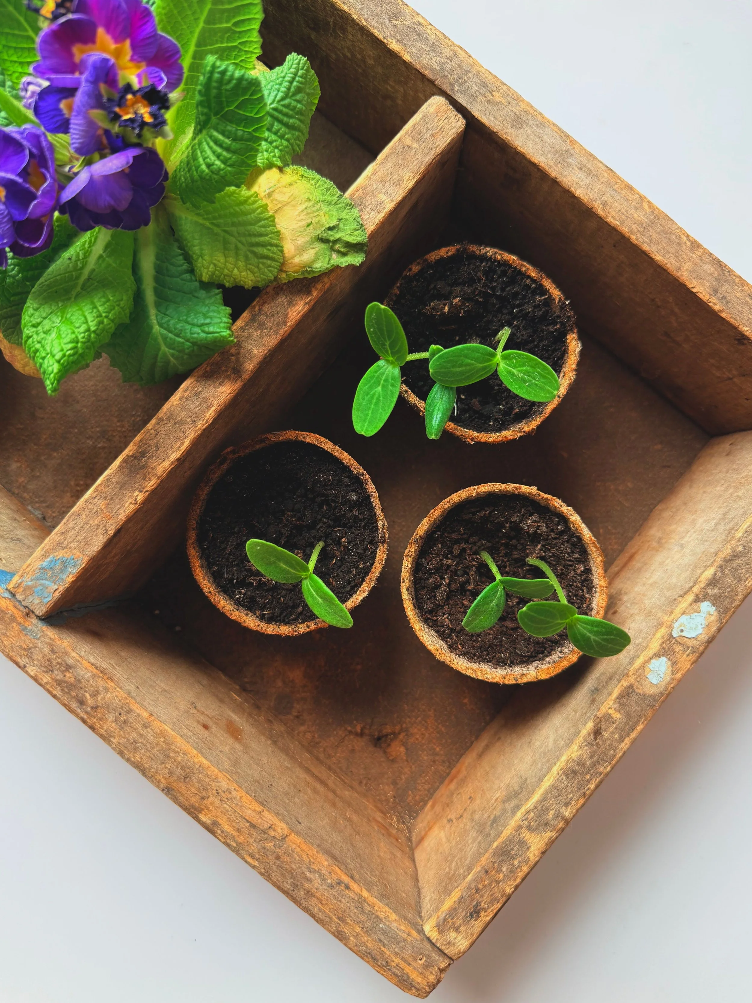 Seedling