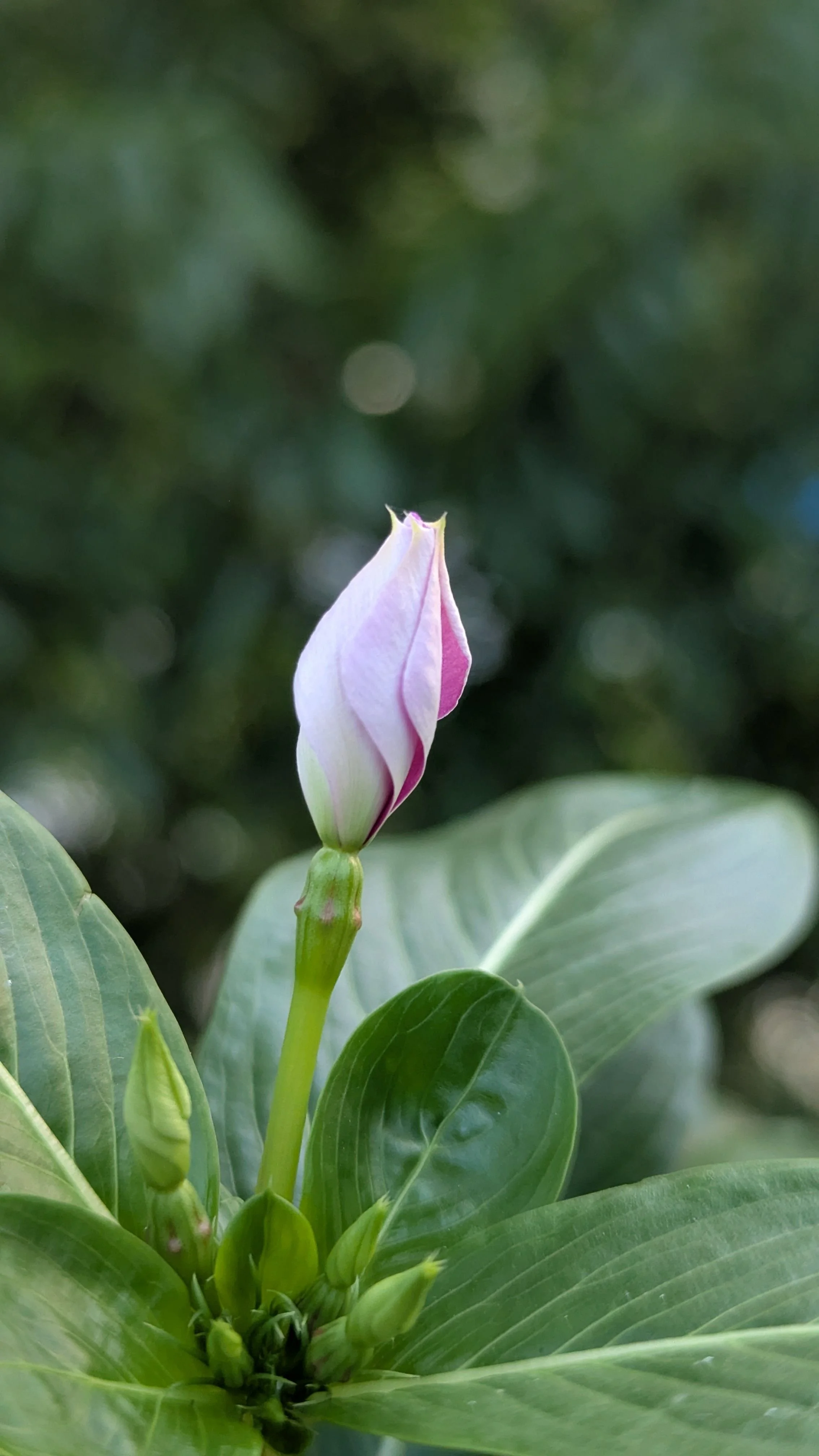 Bud