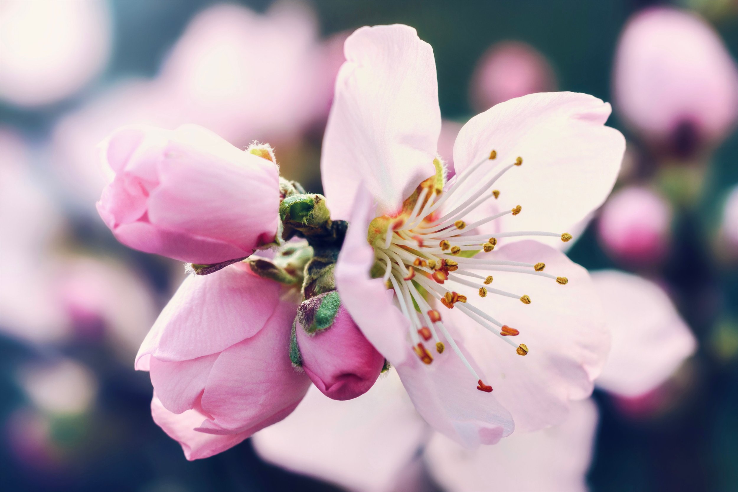 Blossom