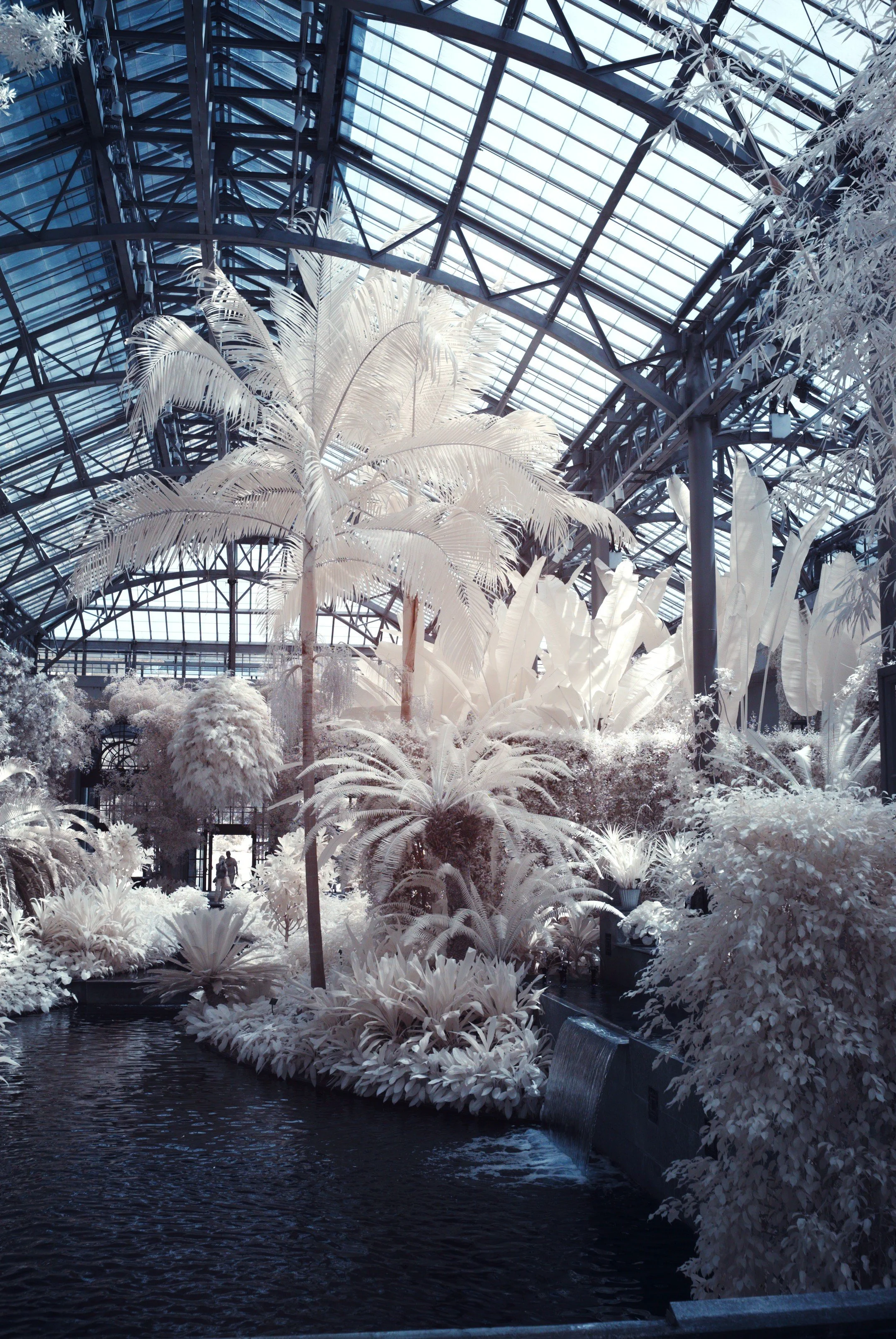 The interior of a greenhouse captured with an infrared camera. White plants and palm trees are surrounded by dark pool of water