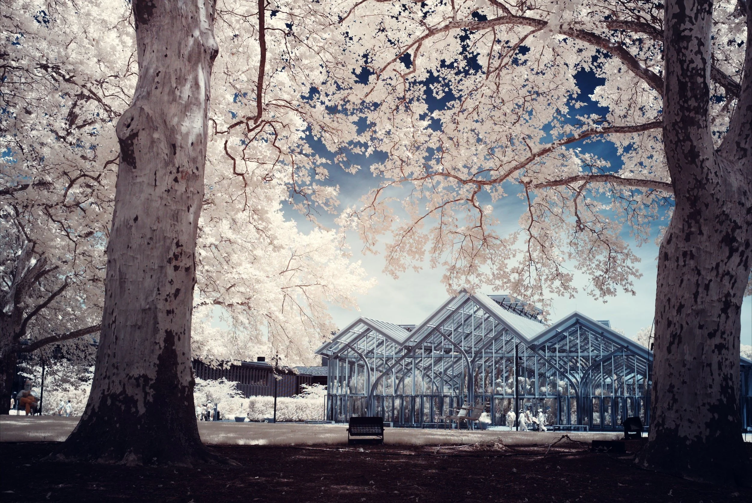 An infrared image of a greenhouse framed by a pair of large trees. White leaves contrast against a blue sky.