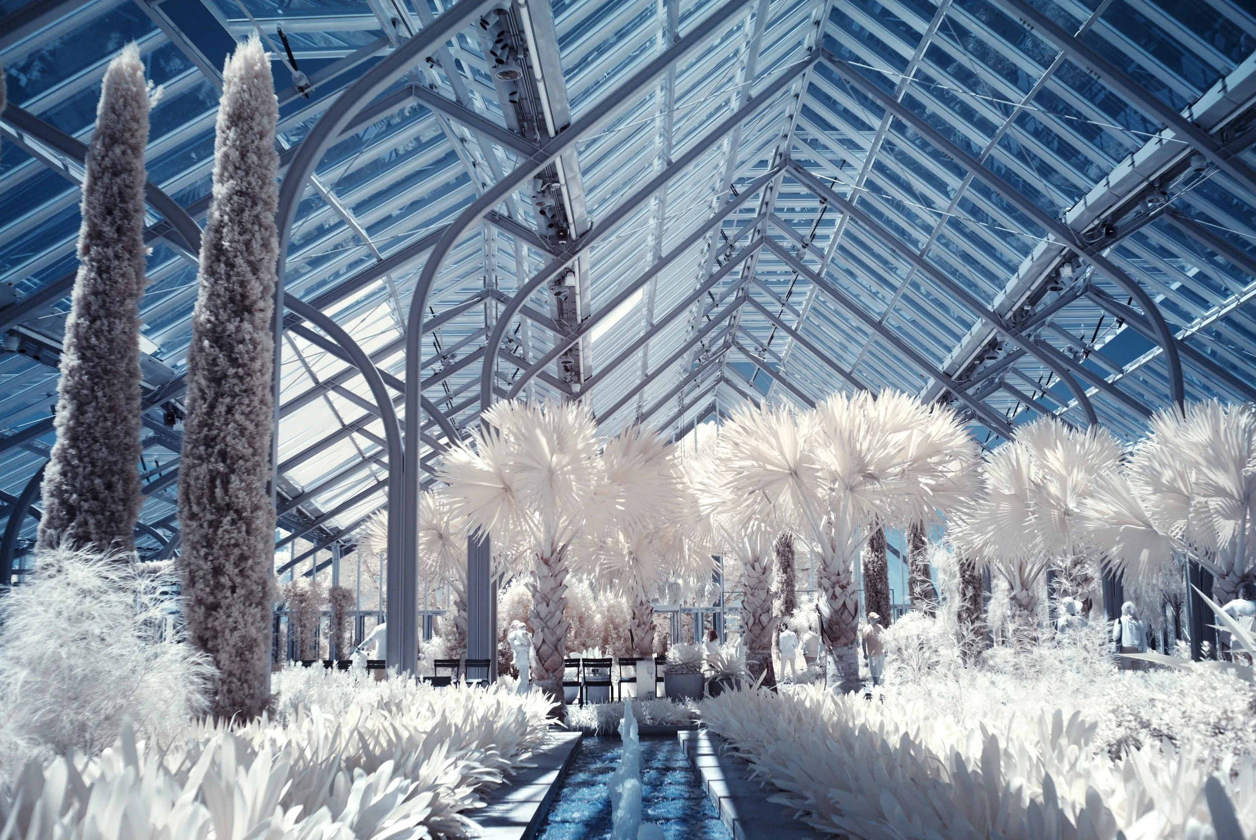 The interior of a greenhouse captured with an infrared camera. Bright white plants contrast against the blue sky