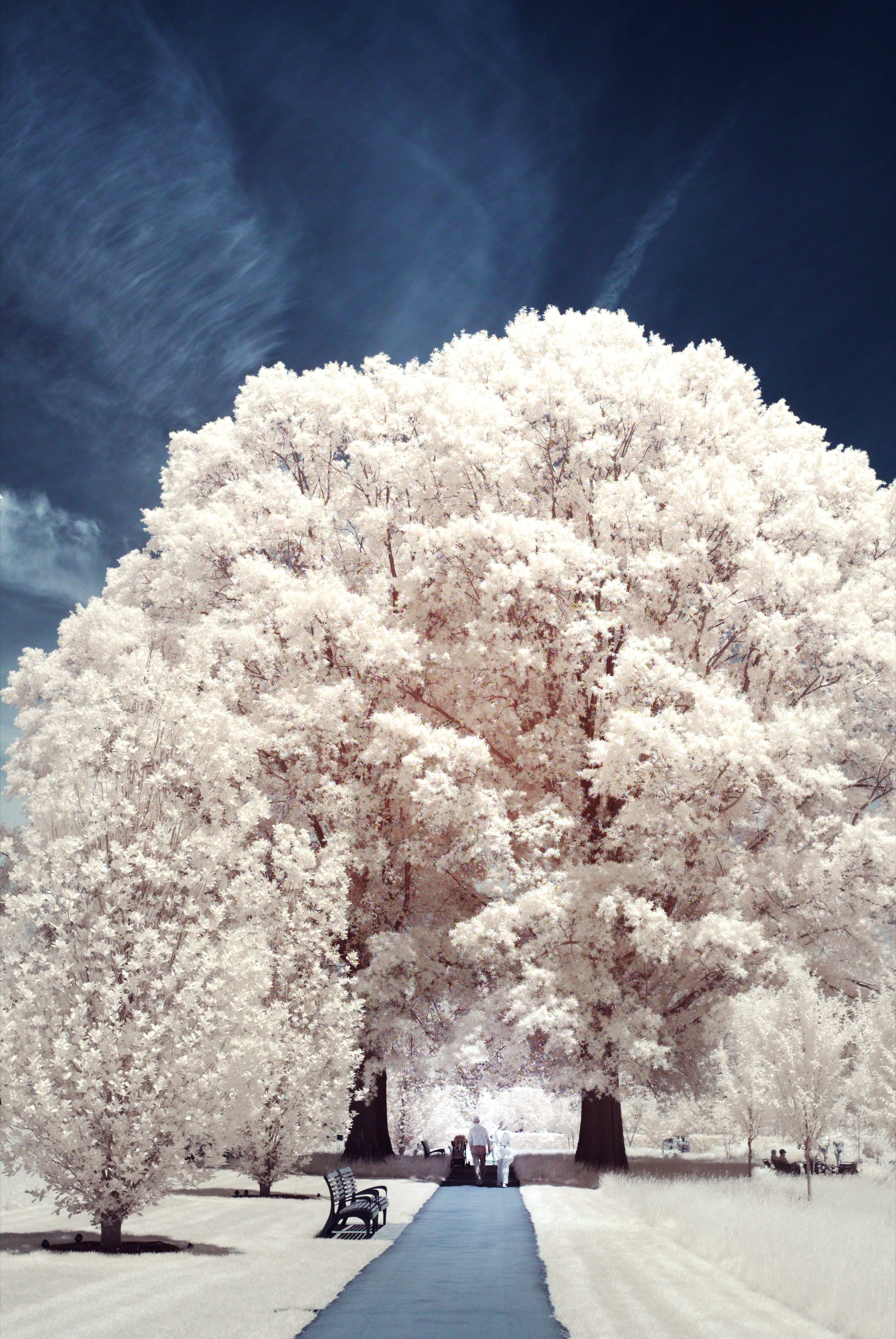 An infrared image of a couple walking beneath two trees. The color of the plants is shifted into a warm, white hue against a blue sky.
