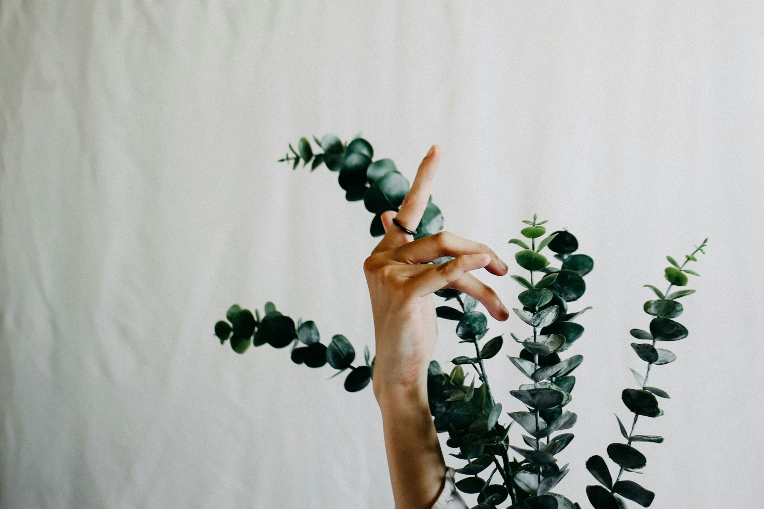 A close-up of a person's hand with a black ring on the middle finger, holding a branch of eucalyptus plants with round, dark green leaves against a plain, light-colored background.